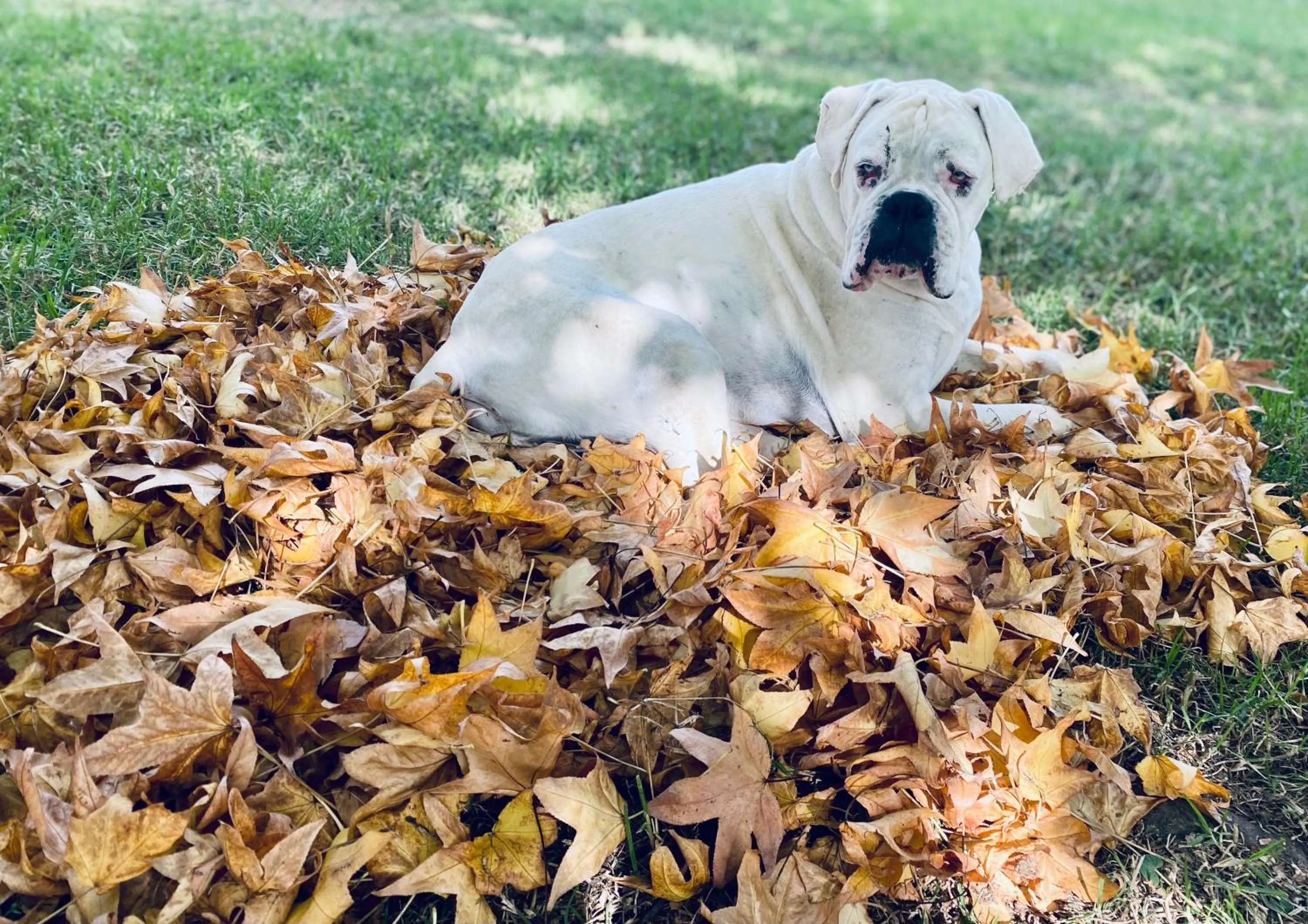 Pets in Bella Manga Country Escape