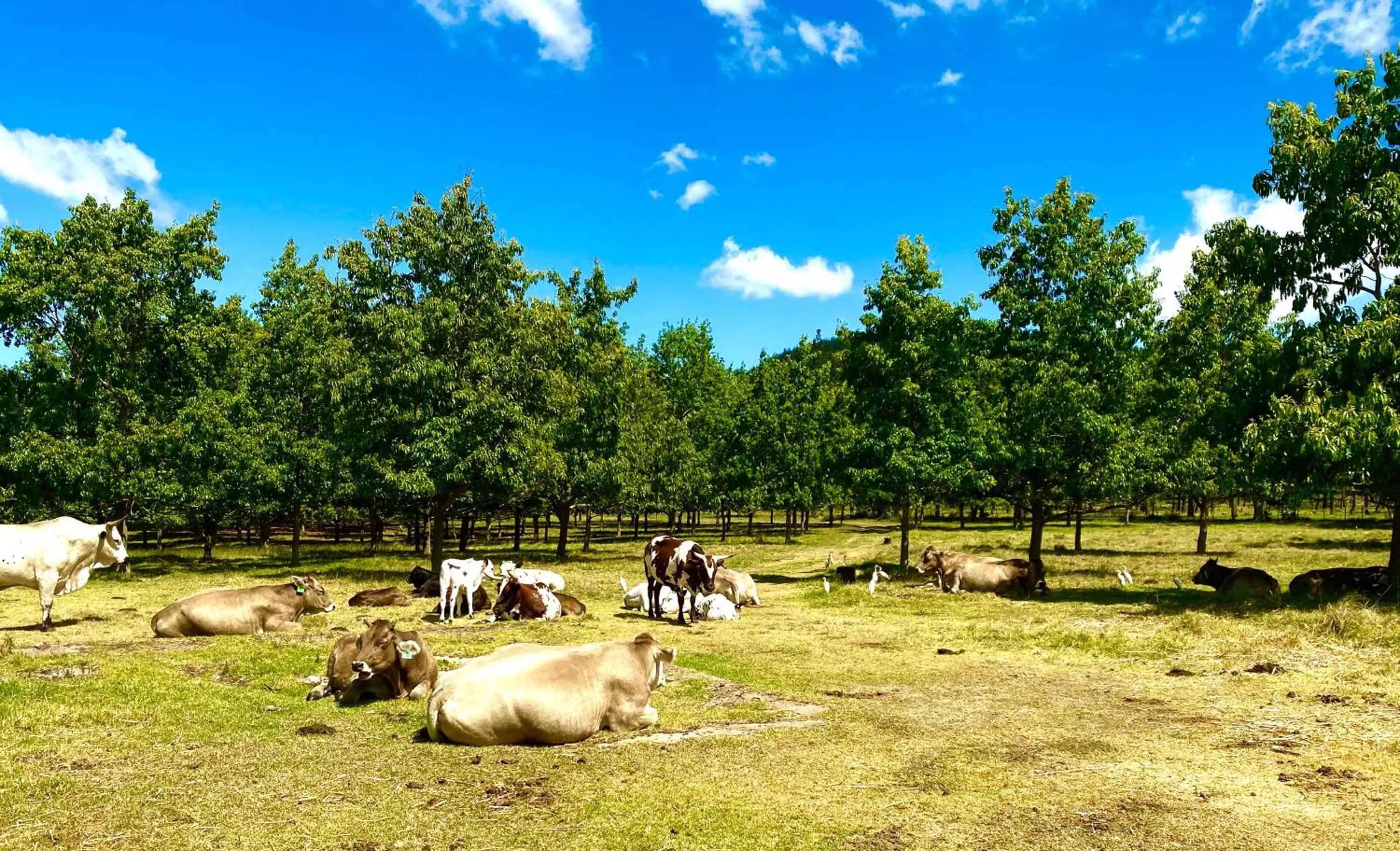 Animals in Bella Manga Country Escape