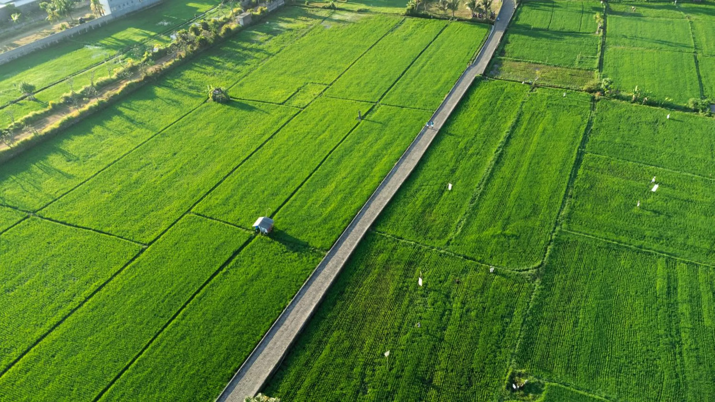 View (from property/room) in Lovina Beach Club & Resort