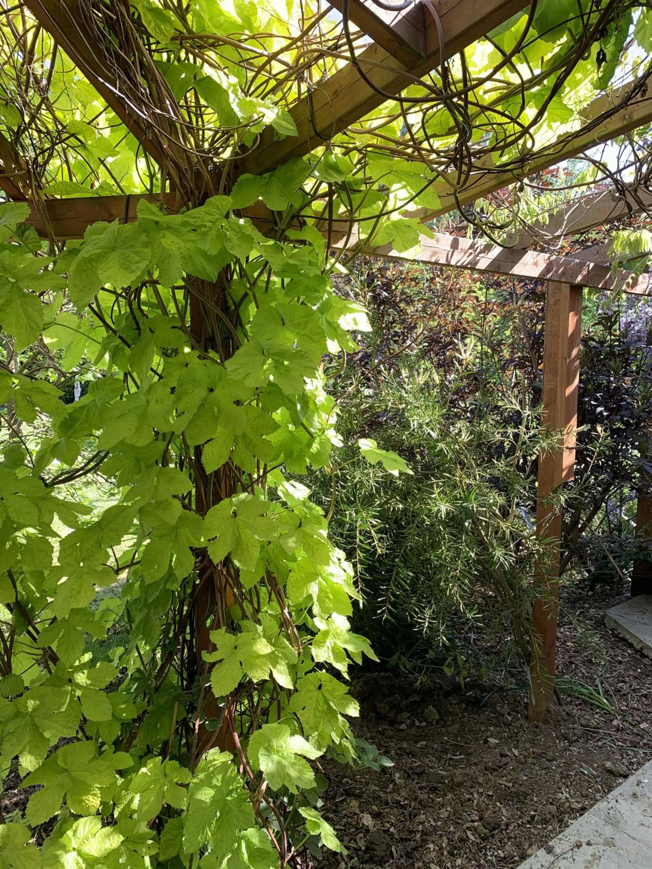 Garden in Woodpaddock Bed & Breakfast