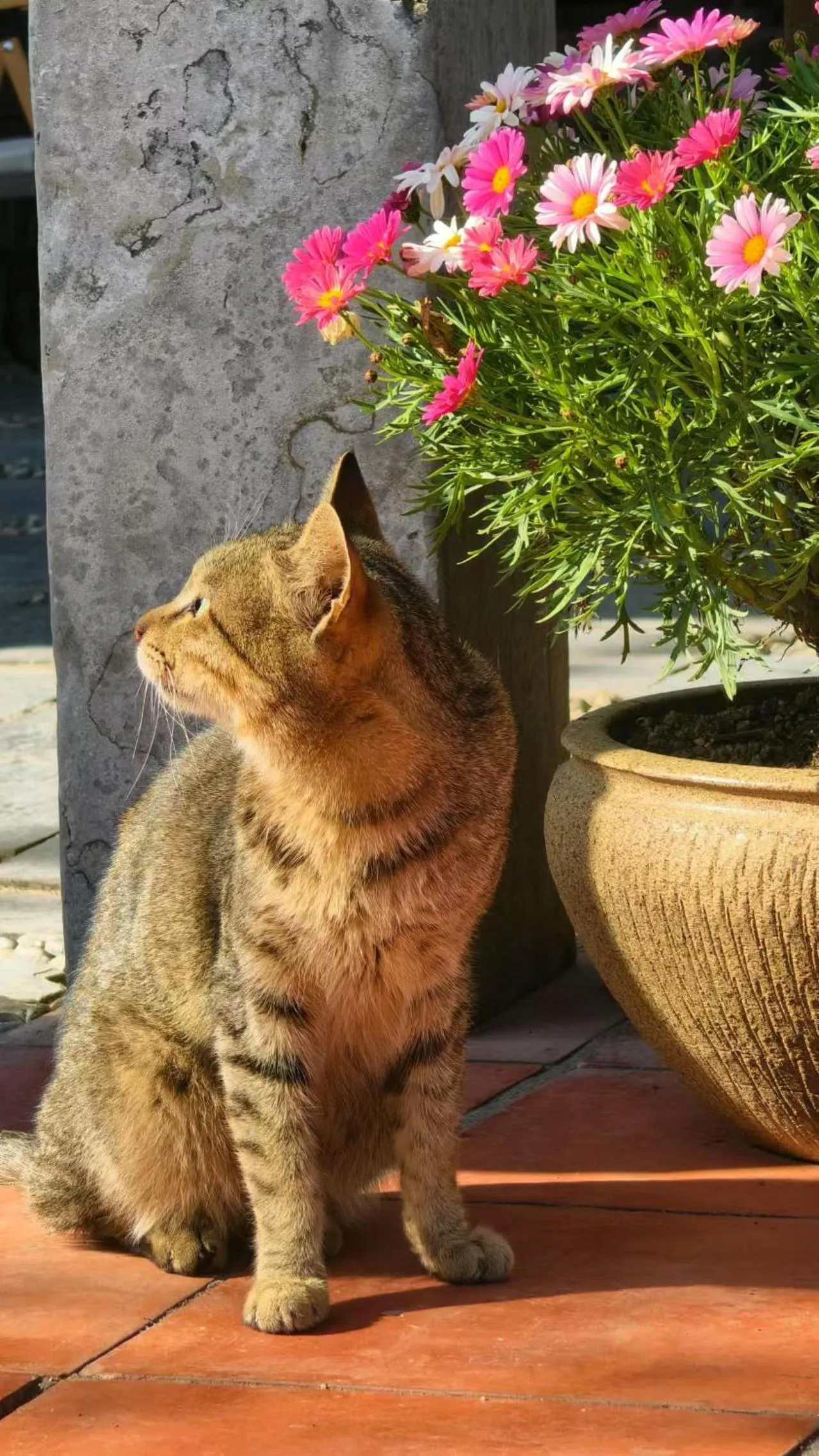 Pets in Xiamen Gulangyu Heitan Hotel