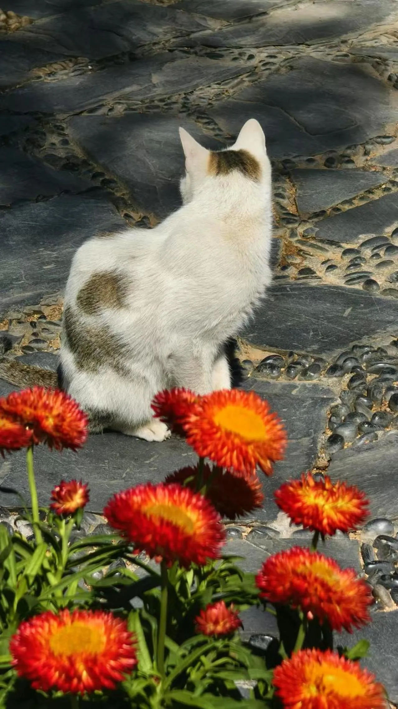 Pets in Xiamen Gulangyu Heitan Hotel