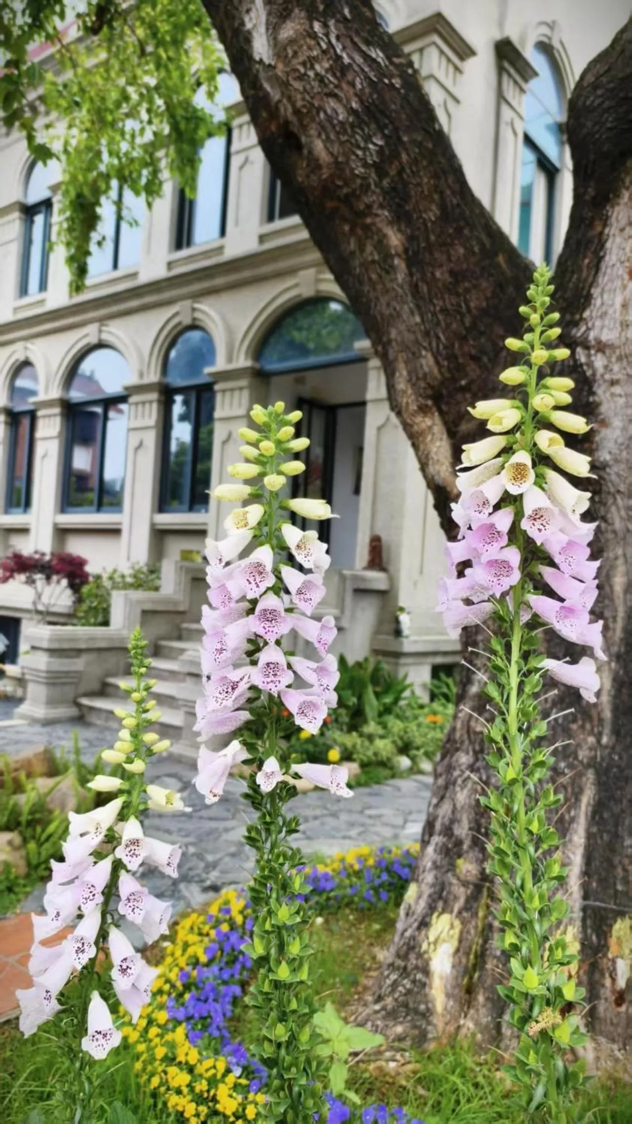 Garden in Xiamen Gulangyu Heitan Hotel