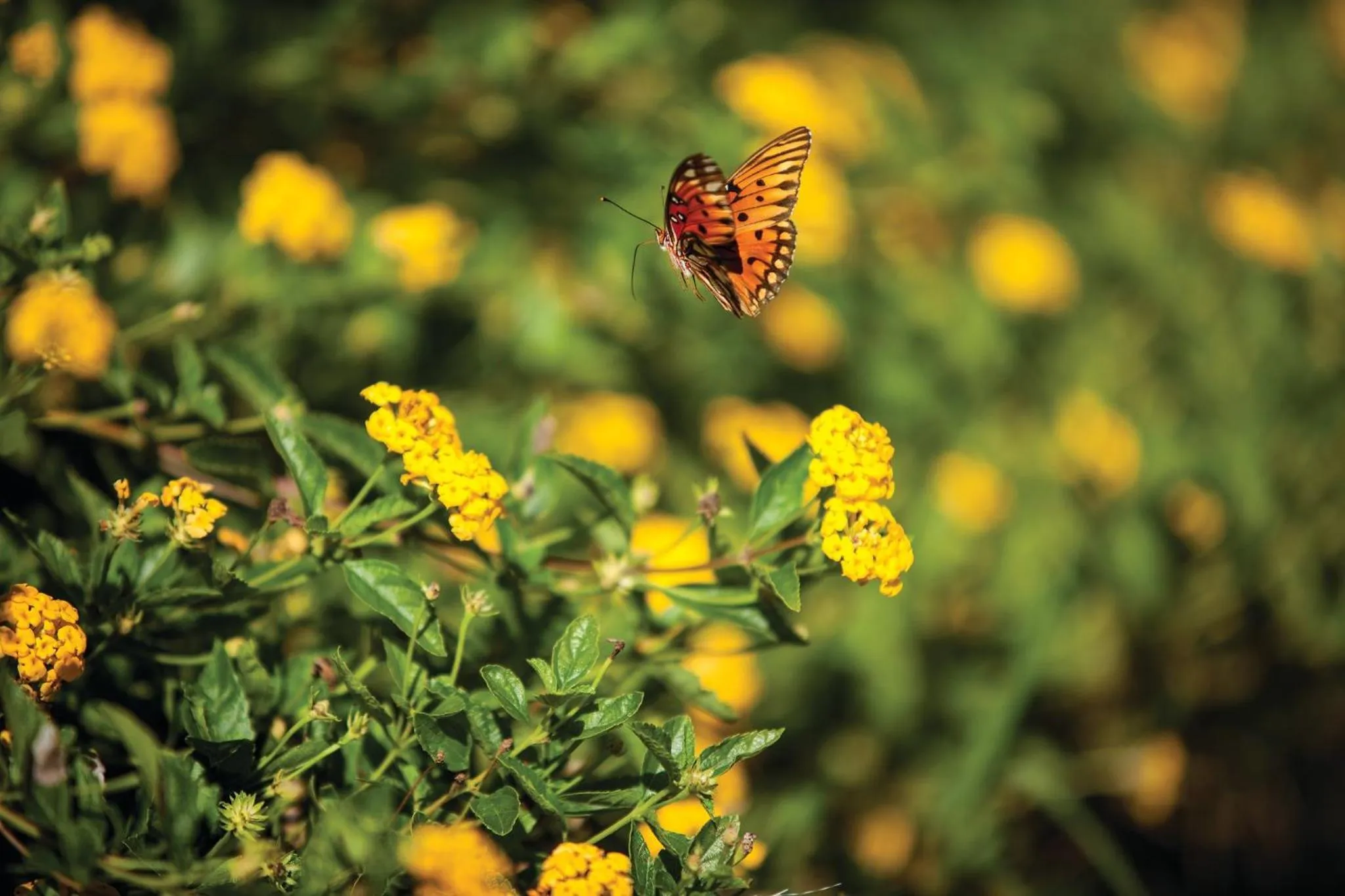 Club Wyndham at The Cottages