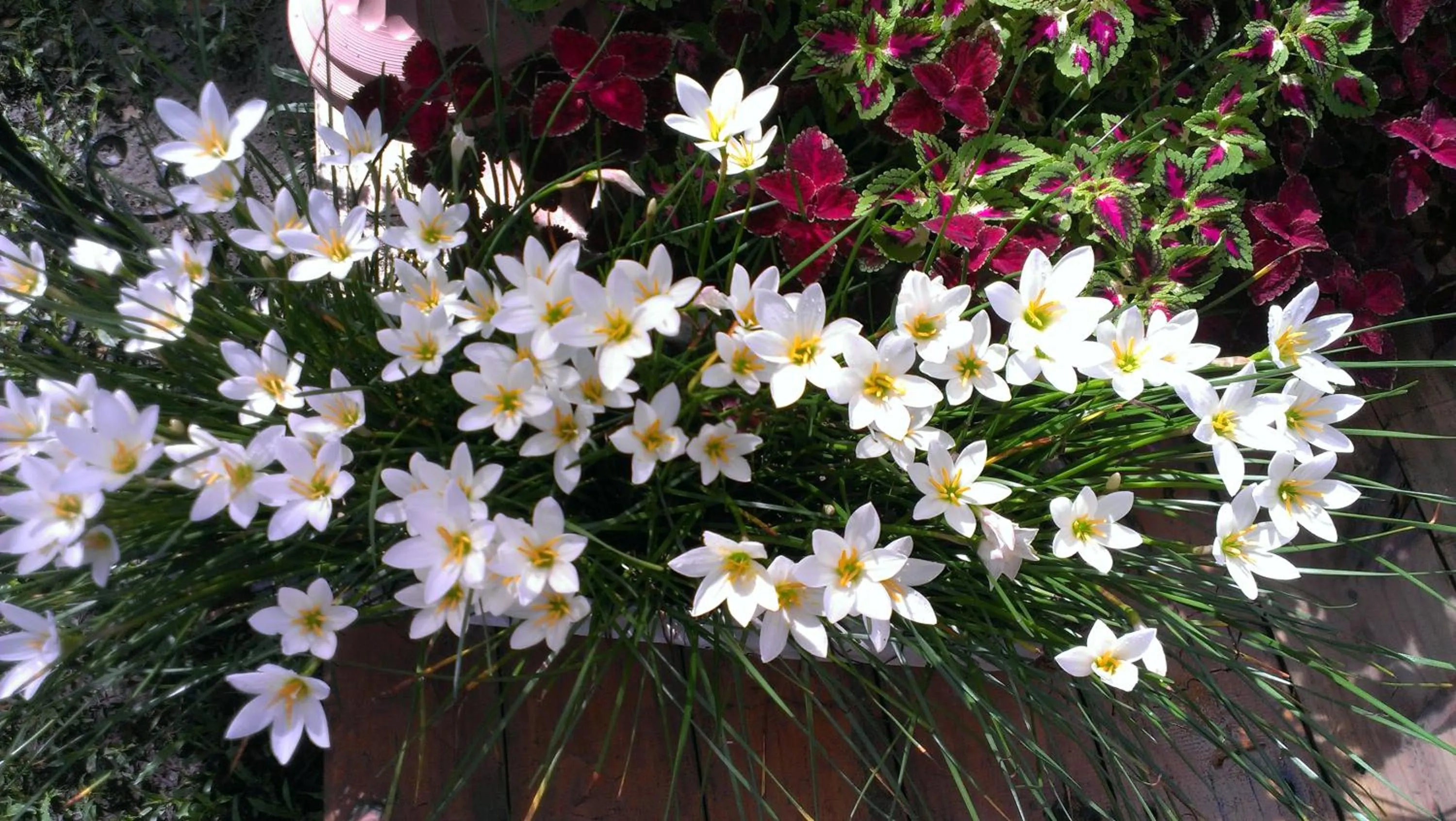 Garden in Red Brick Villas
