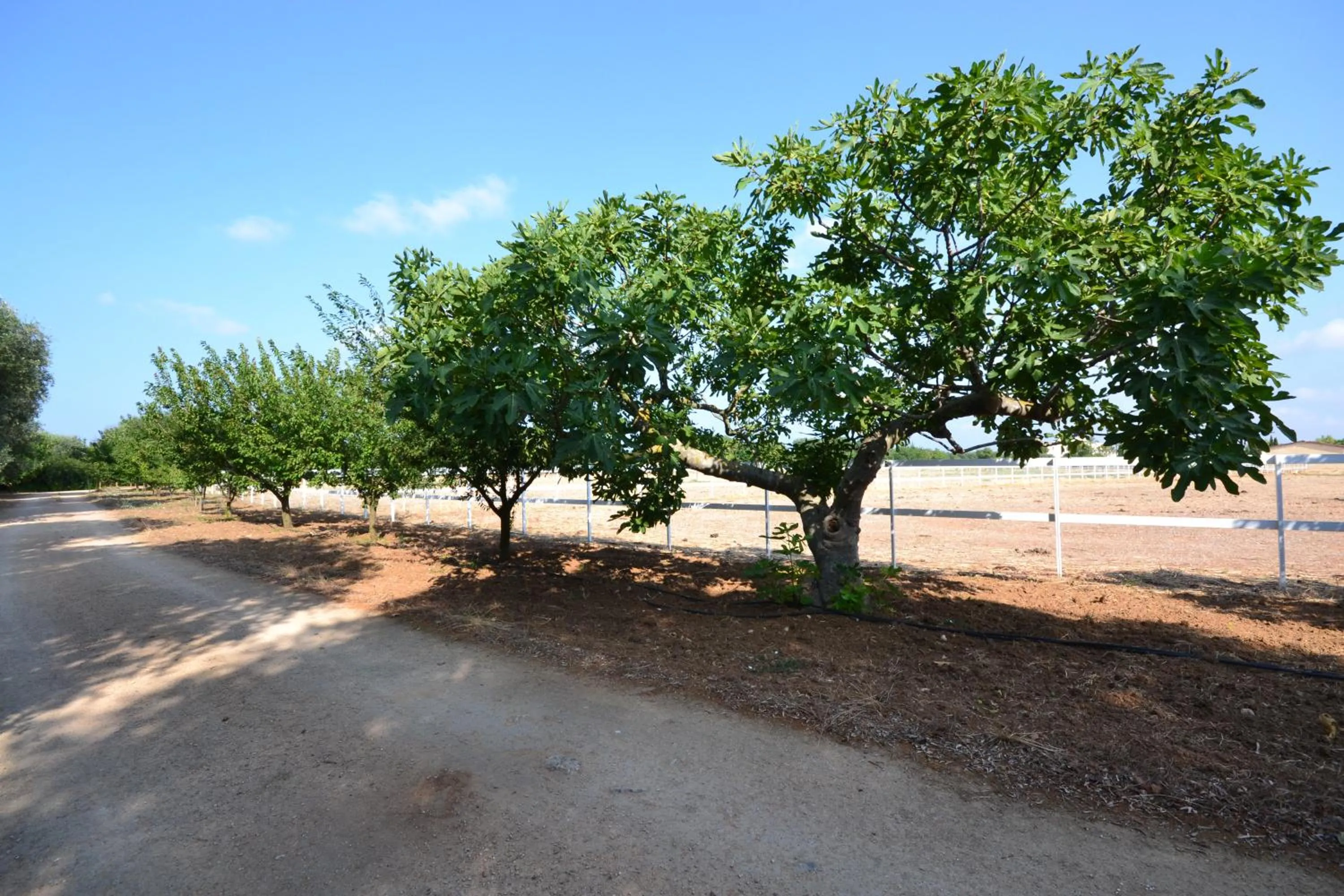 Garden in AmareGold Tenuta La Baronessa Resort