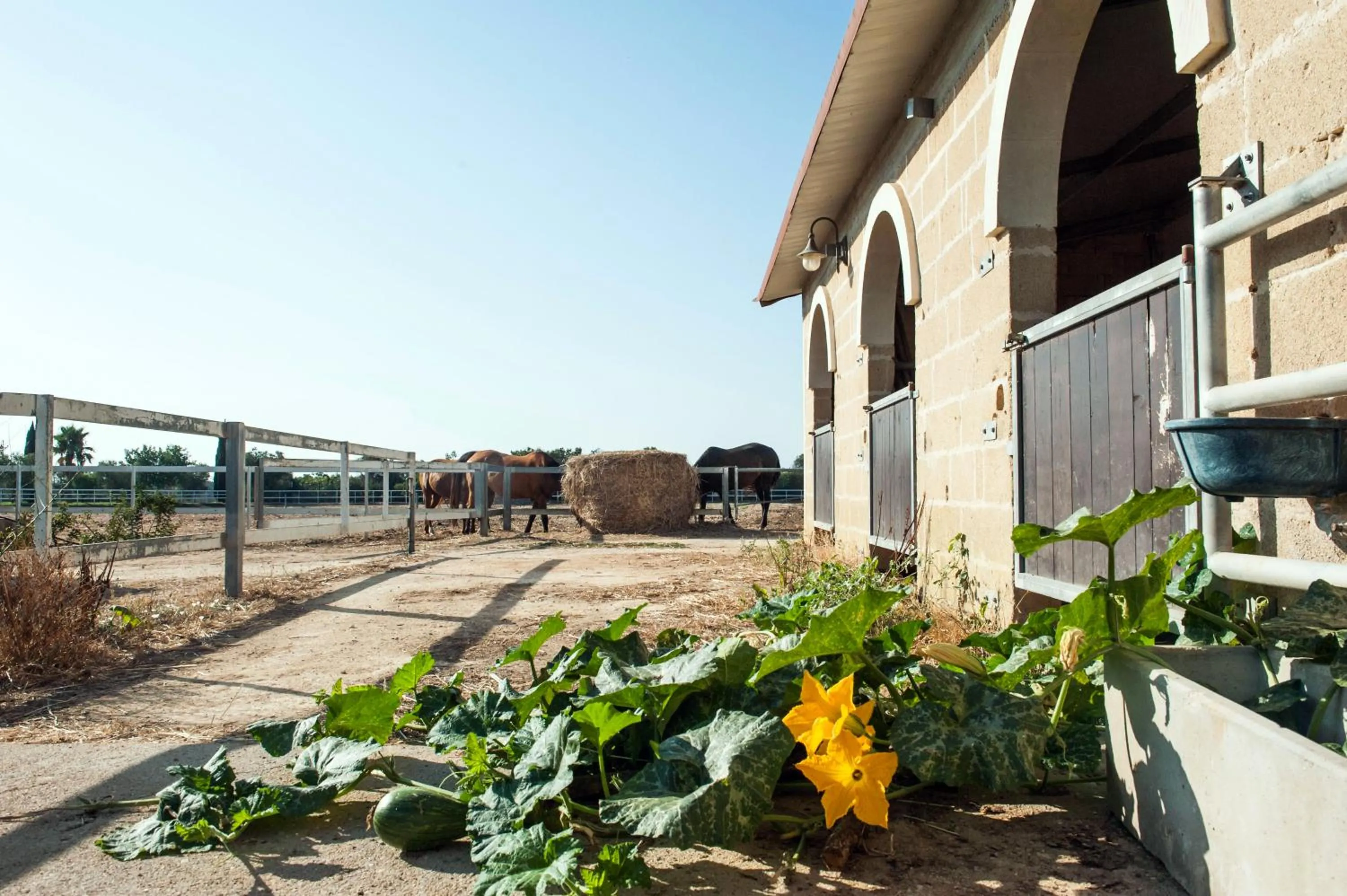 Garden in AmareGold Tenuta La Baronessa Resort