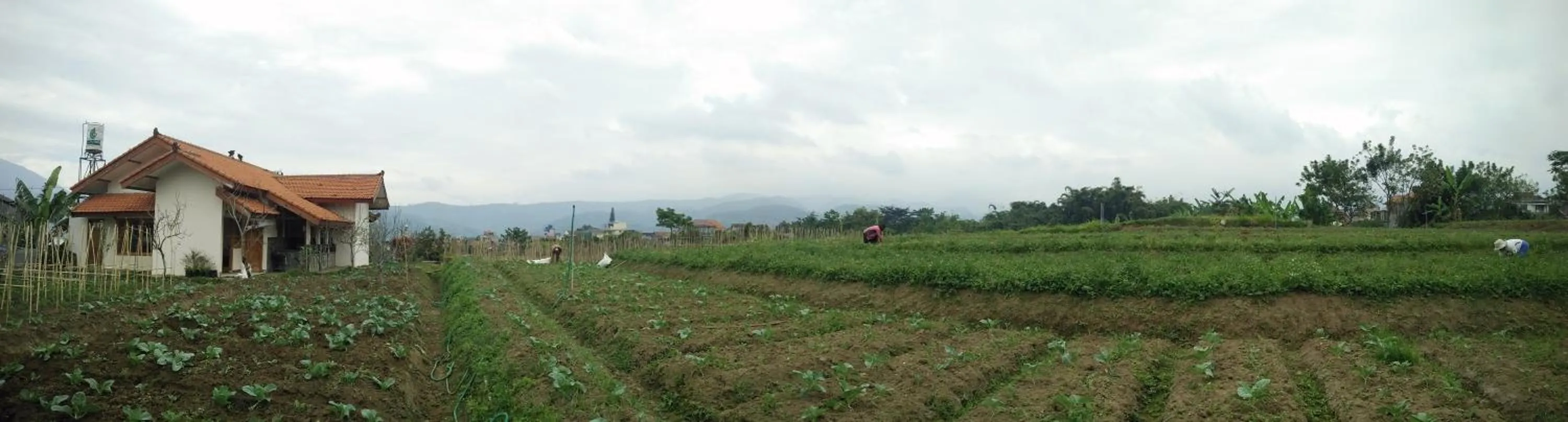 Garden in Shanty's House