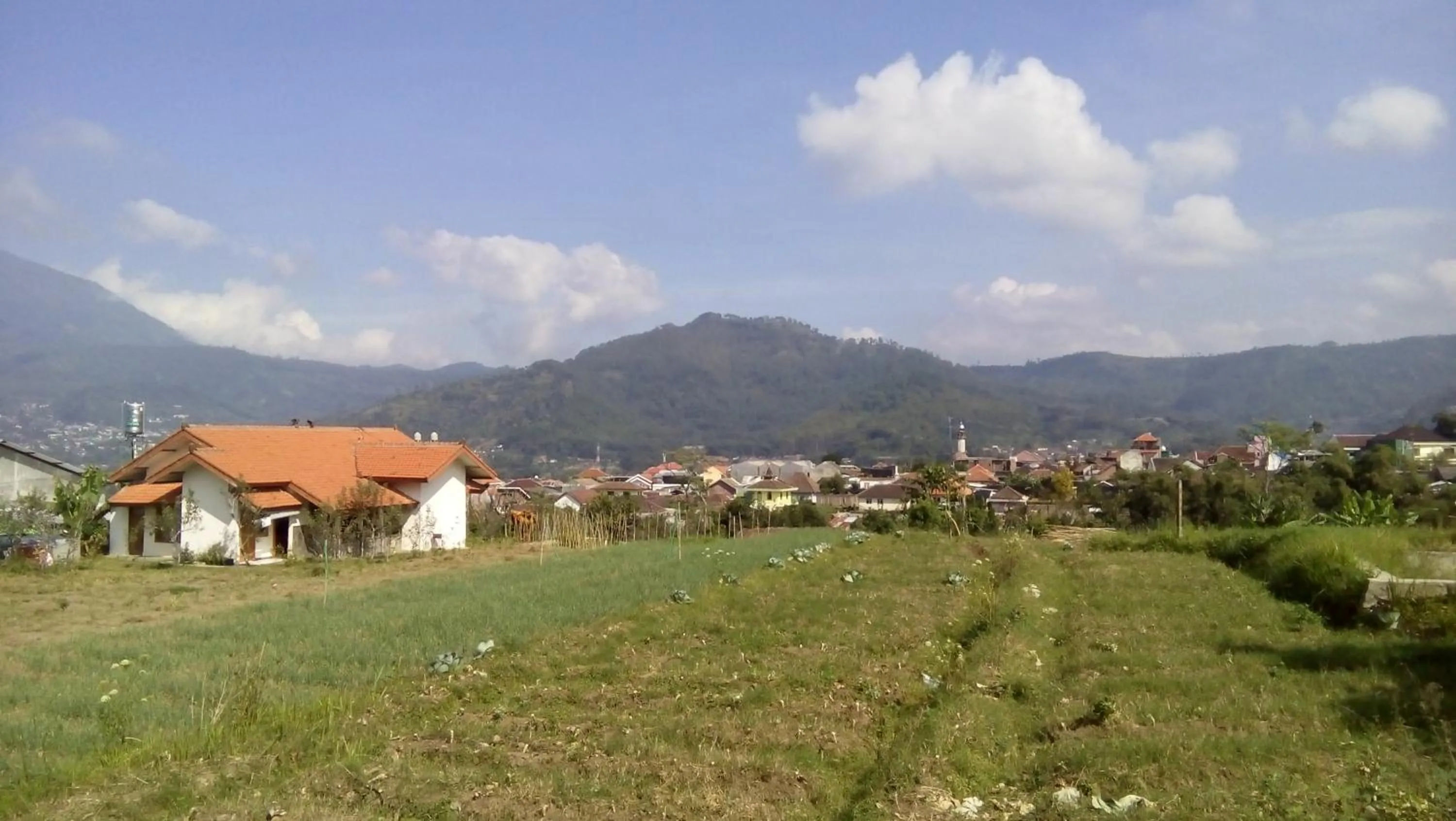 Garden in Shanty's House