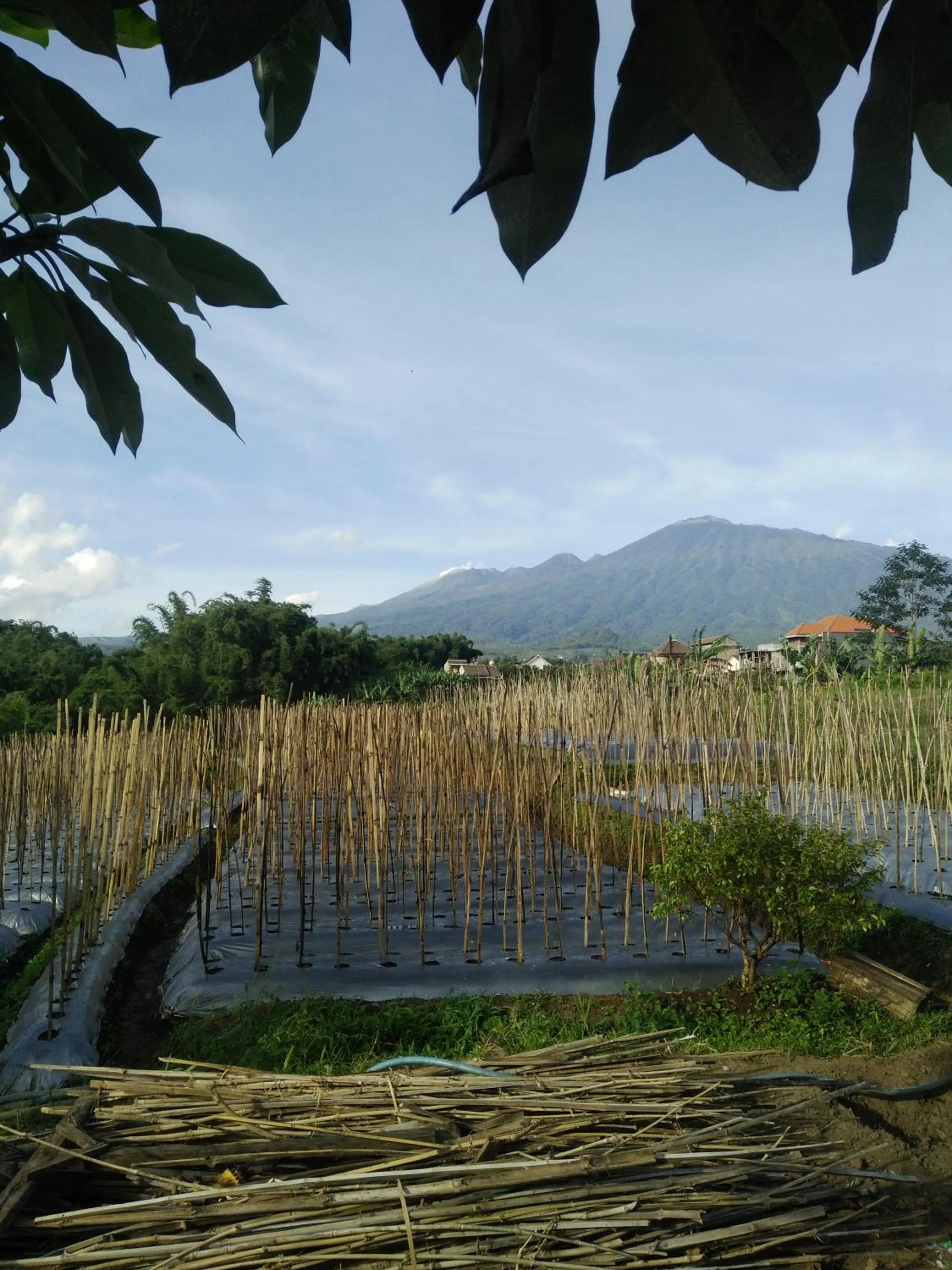 Natural landscape in Shanty's House