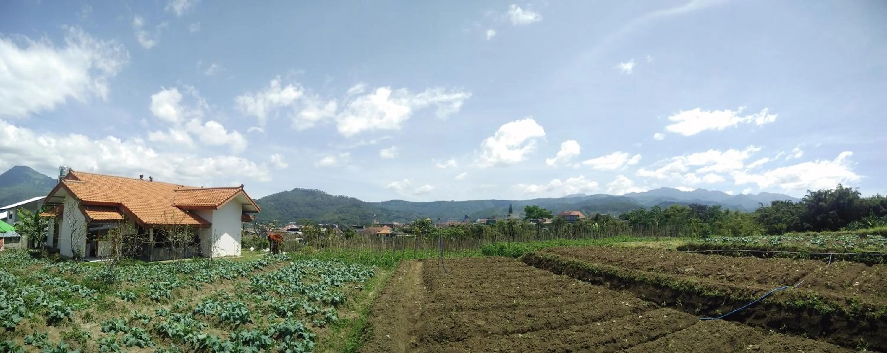Garden in Shanty's House