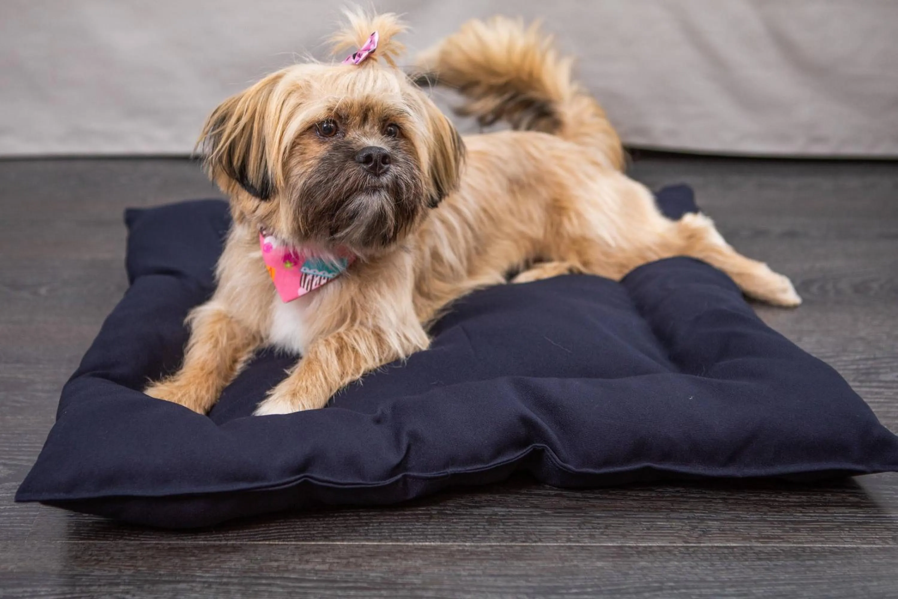 Pets in INNSiDE São Paulo Itaim