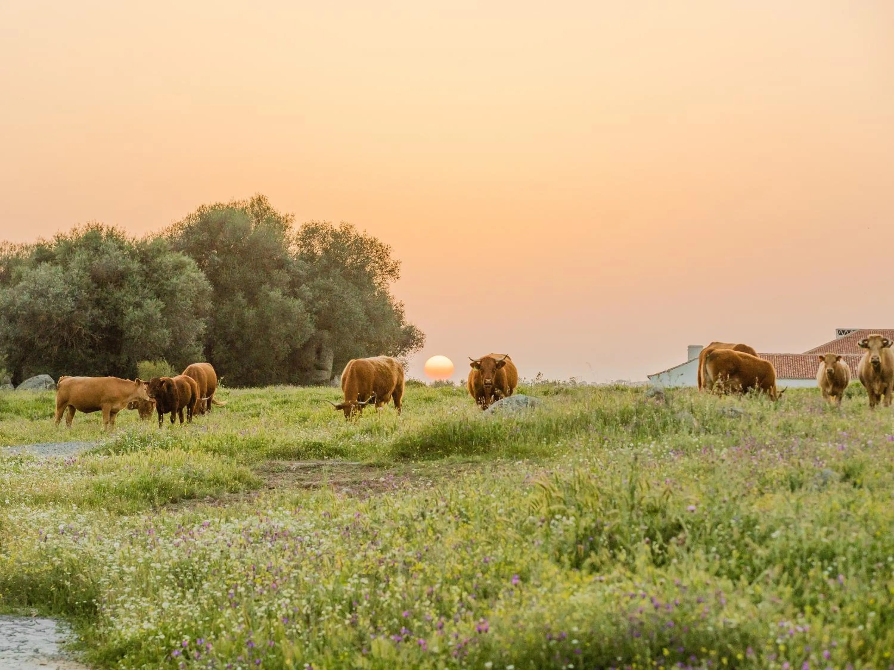 Natural landscape in São Lourenço do Barrocal