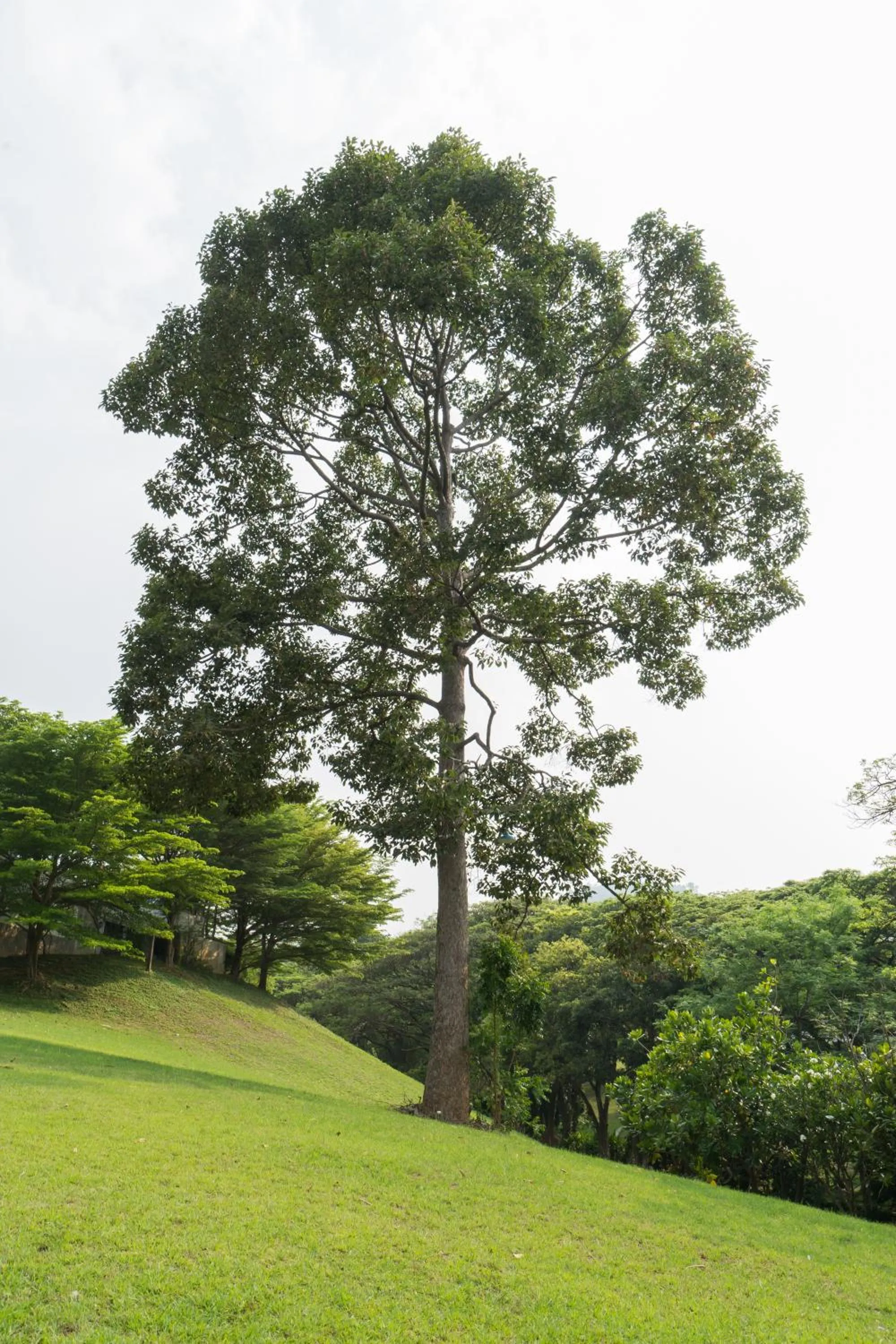 Garden in Rain Tree Khao Yai Hotel