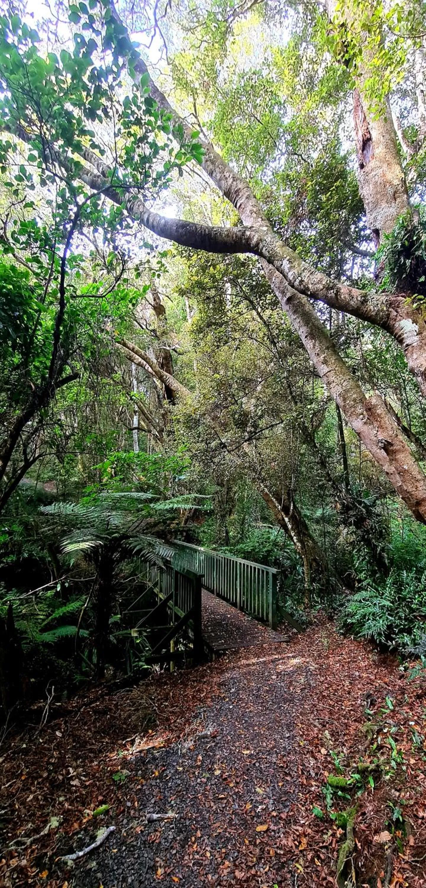 Hiking in Kaka Point Spa Accommodation - Catlins