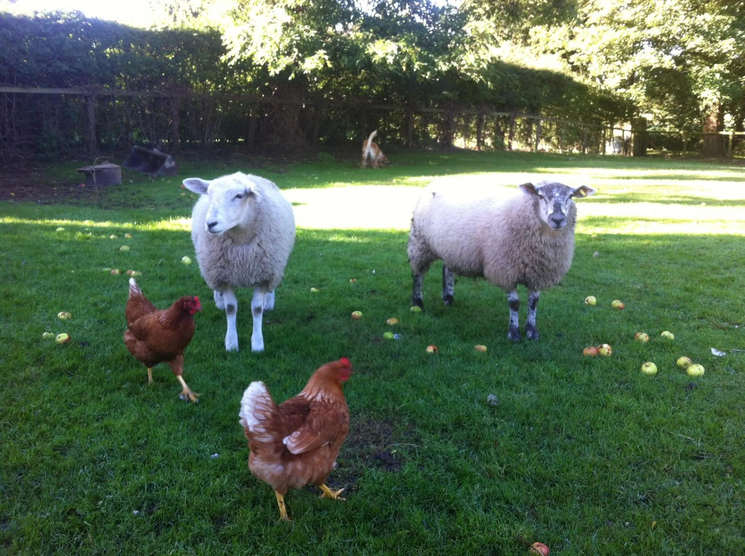 Animals in Old Oak Tree