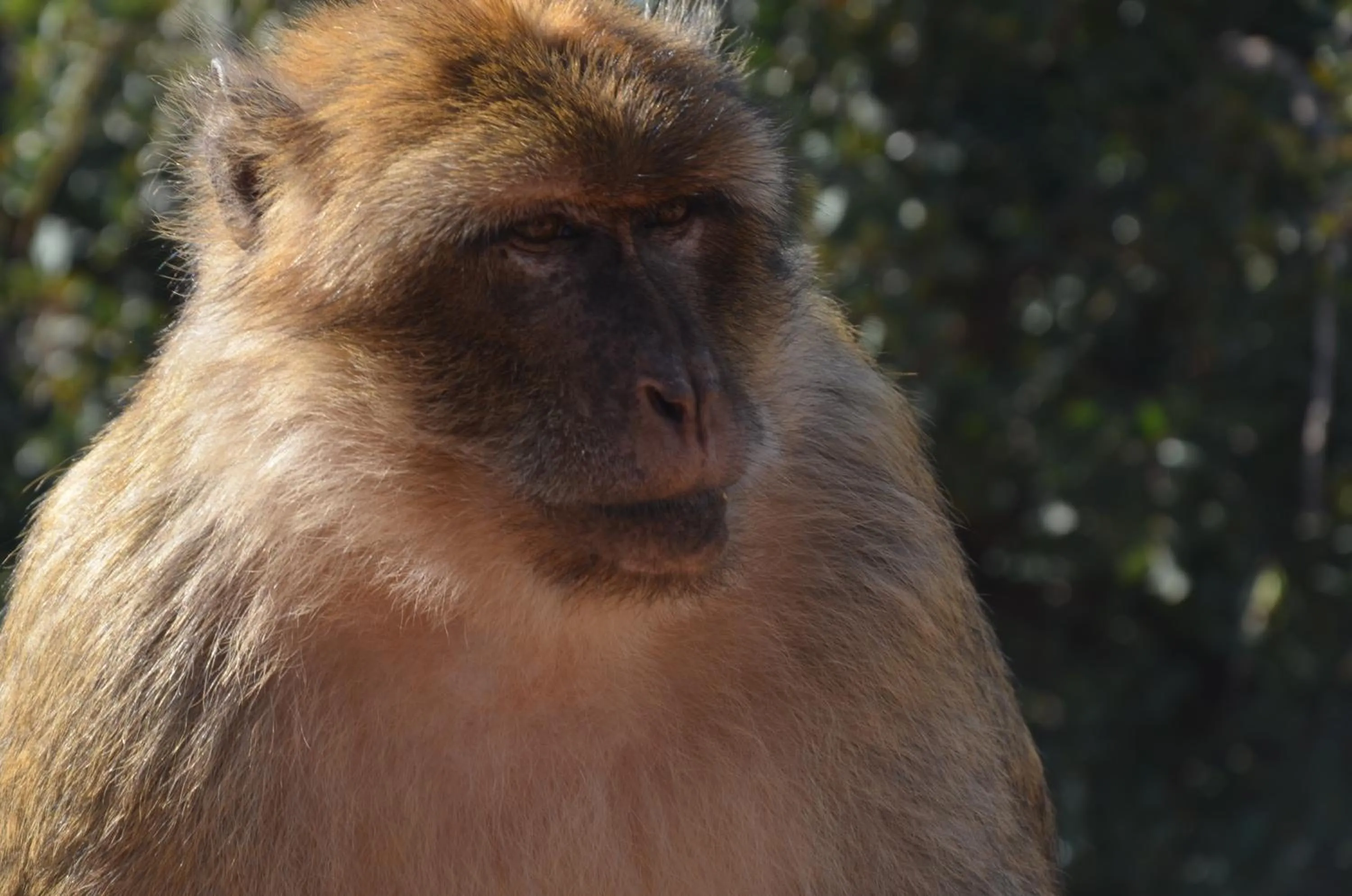 Pets in Hôtel Ajil Cascades D'ouzoud
