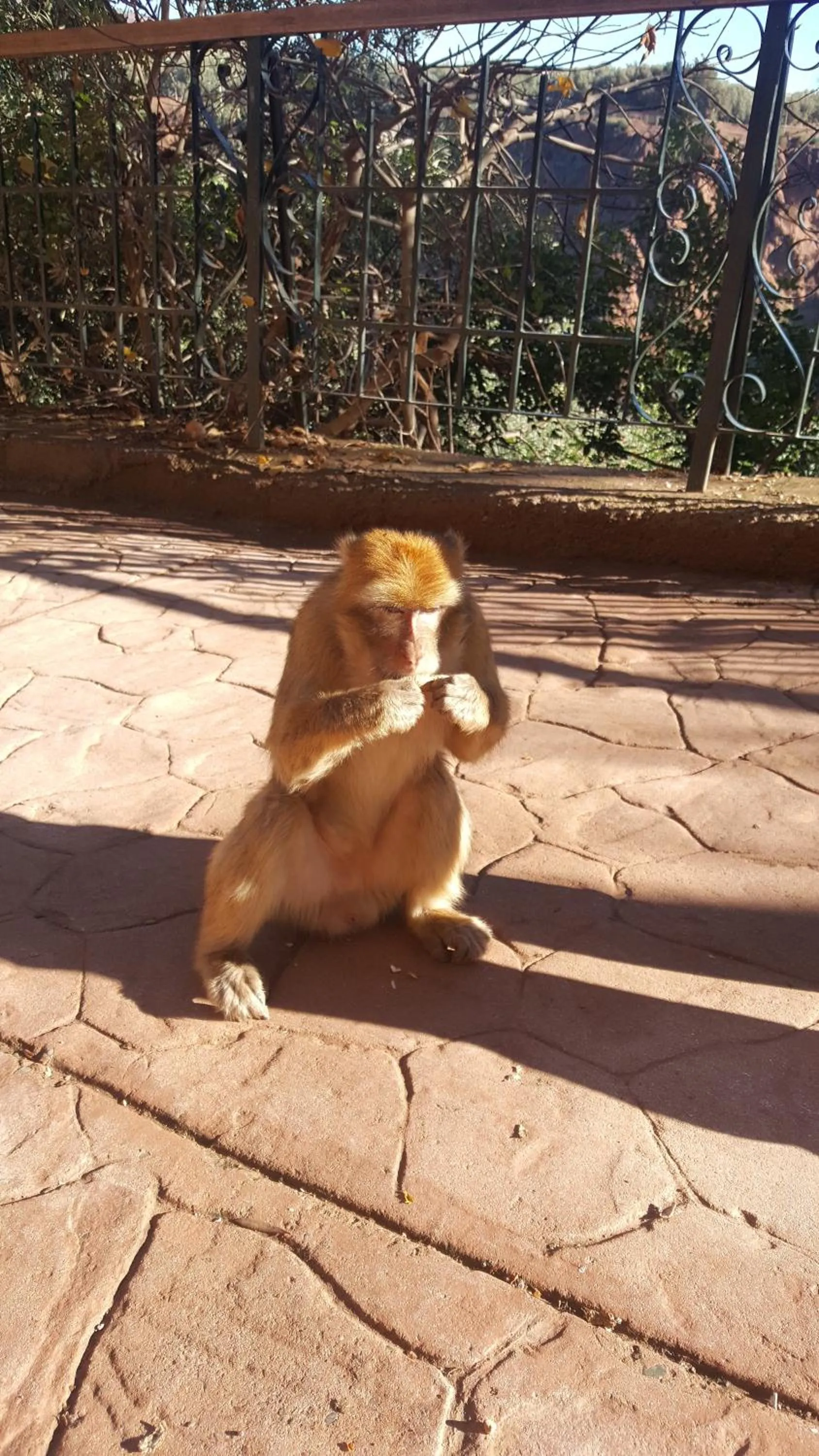 Pets in Hôtel Ajil Cascades D'ouzoud