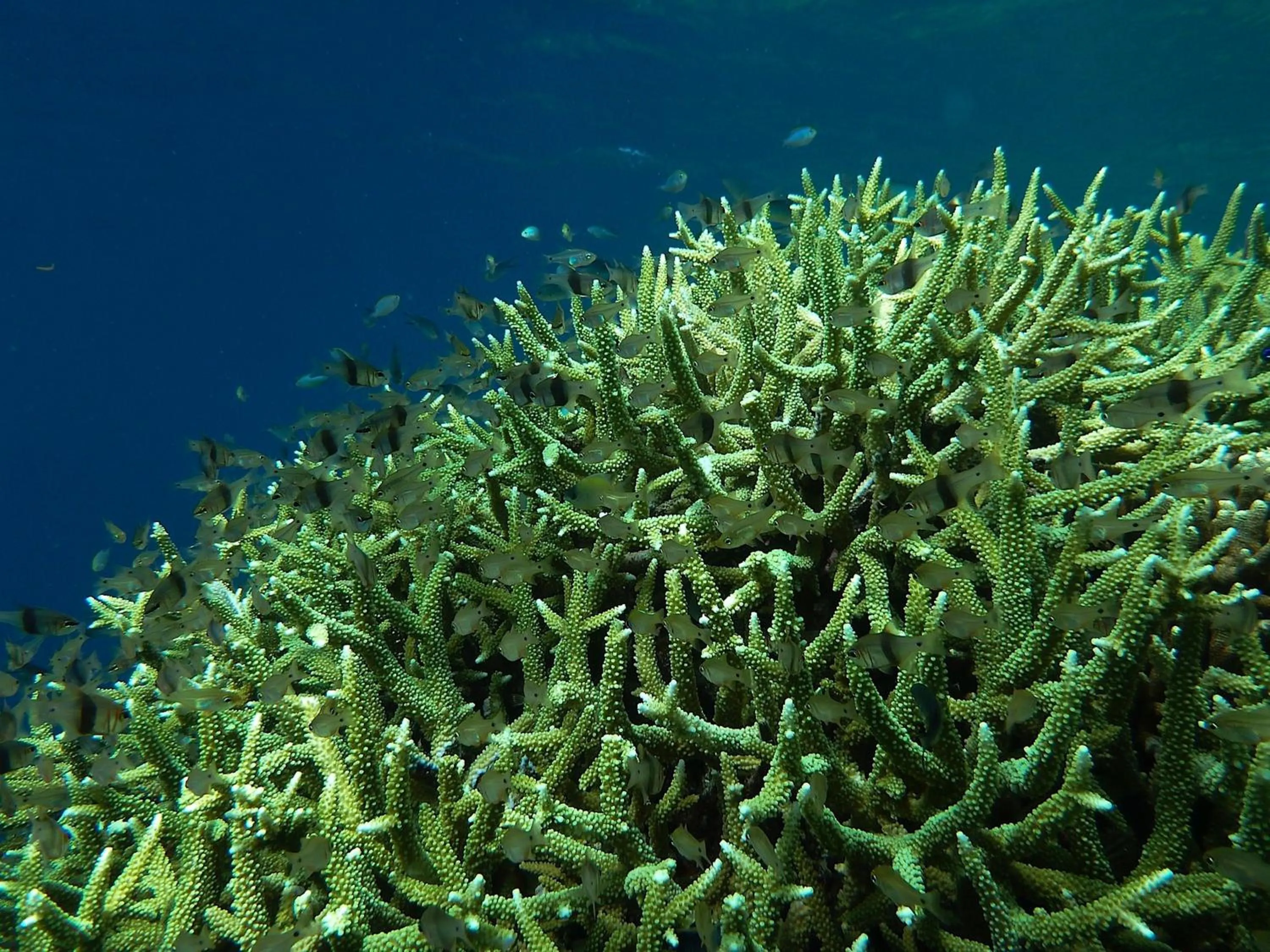 Snorkeling in NoaNoa Private Island