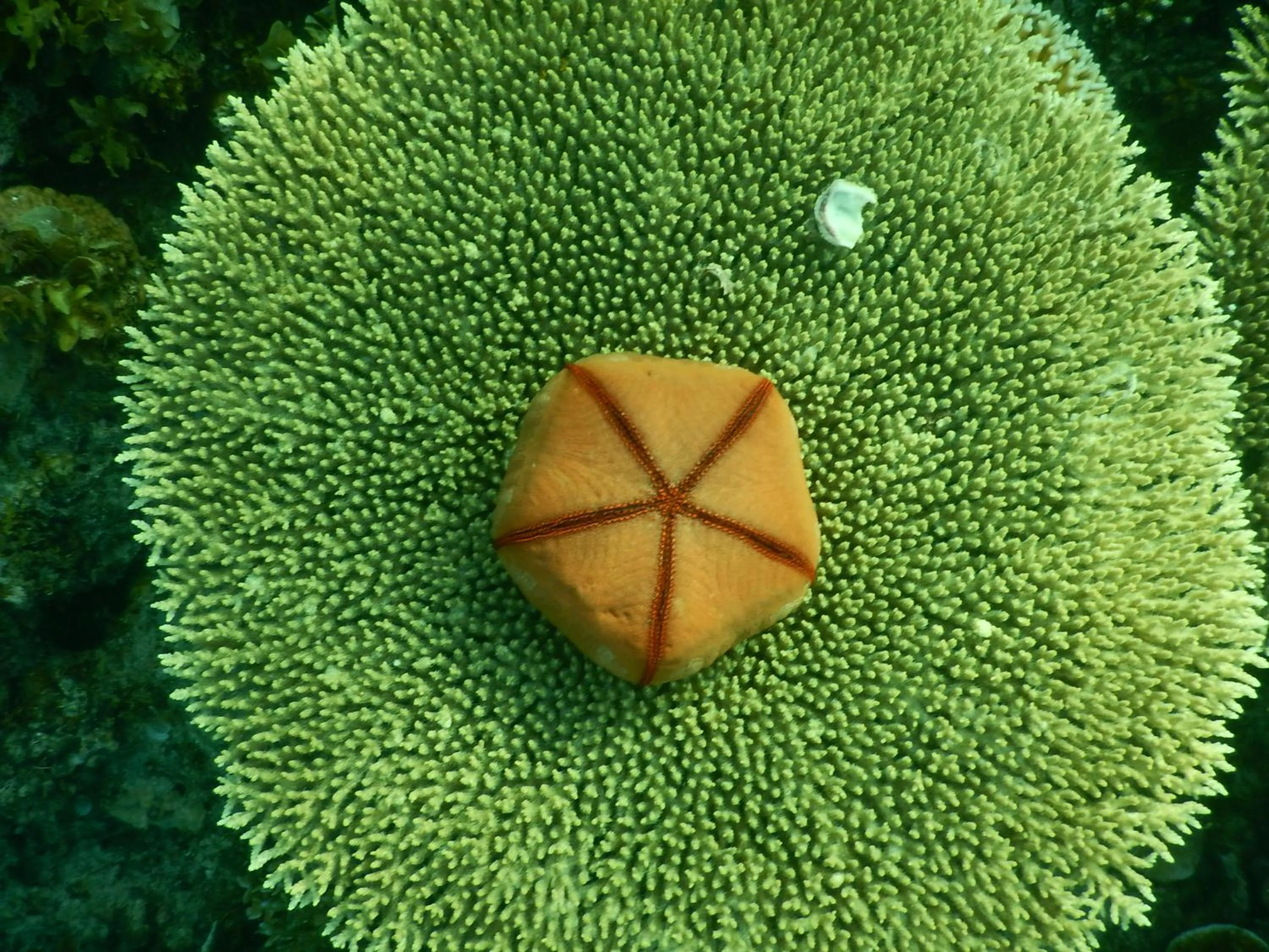 Snorkeling in NoaNoa Private Island