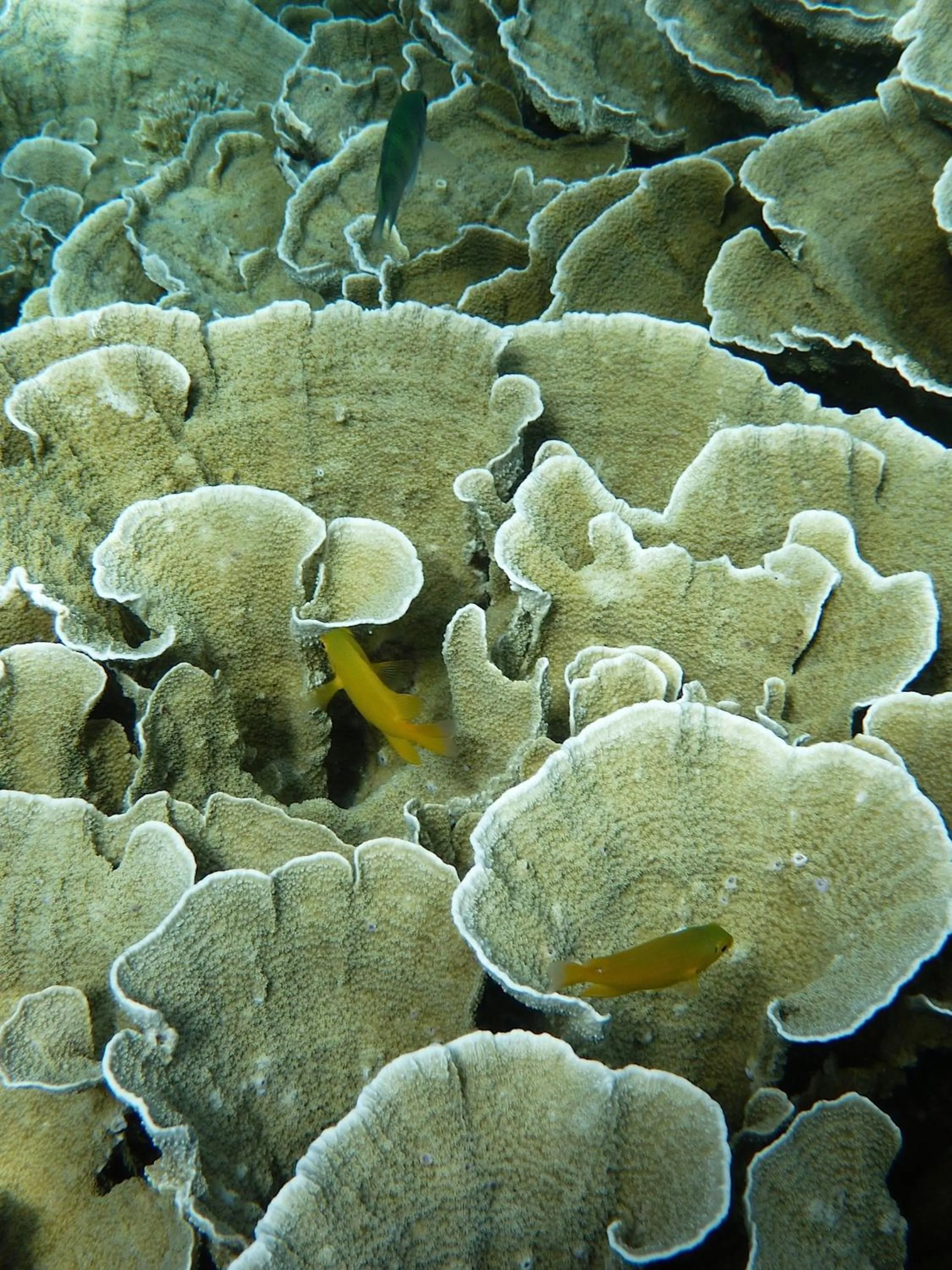 Snorkeling in NoaNoa Private Island