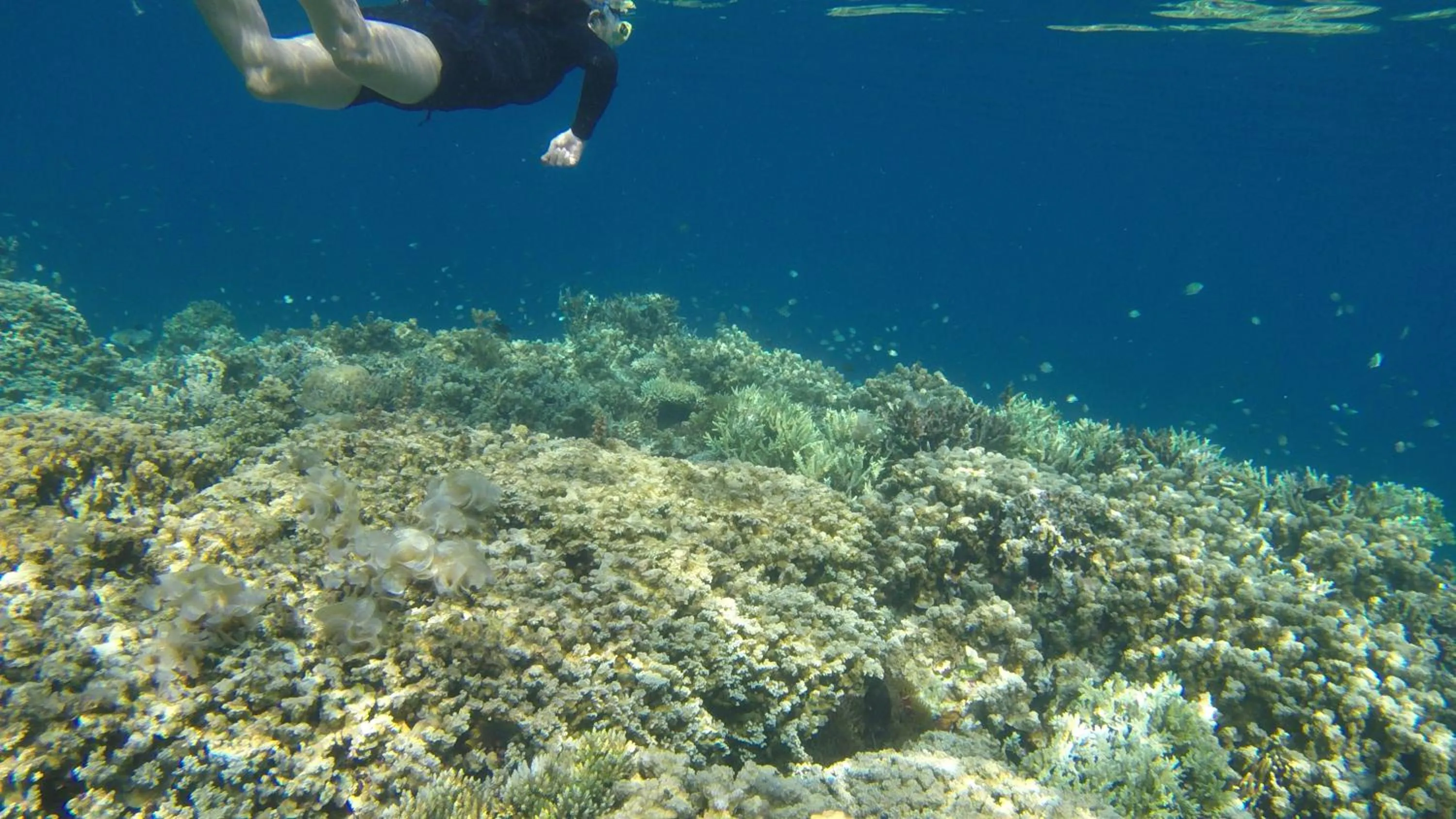 Snorkeling in NoaNoa Private Island