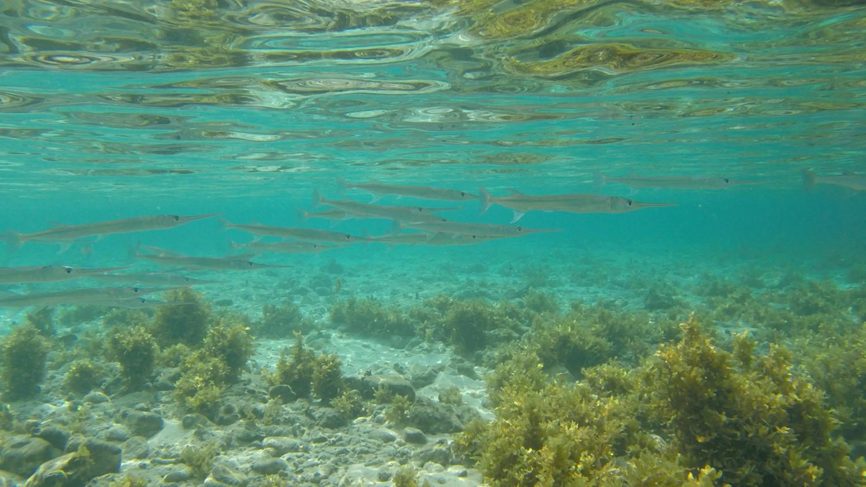 Snorkeling in NoaNoa Private Island