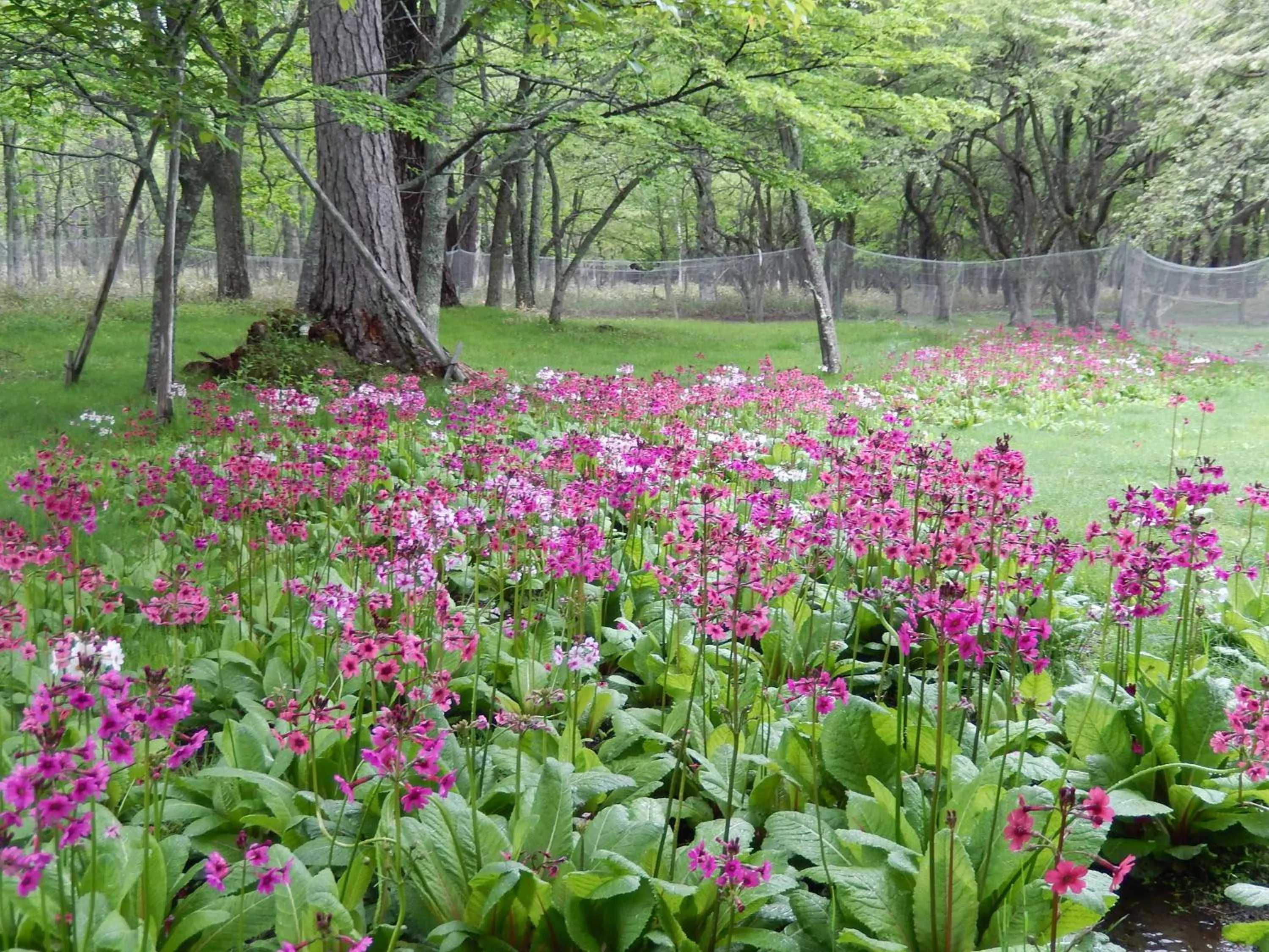 Spring in Nikko Astraea Hotel