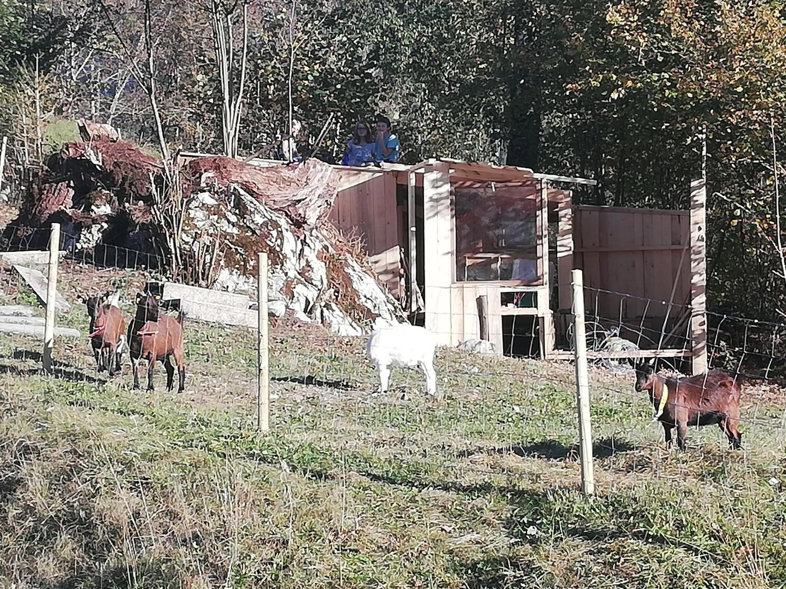 Animals in Haus Alpin Lofer
