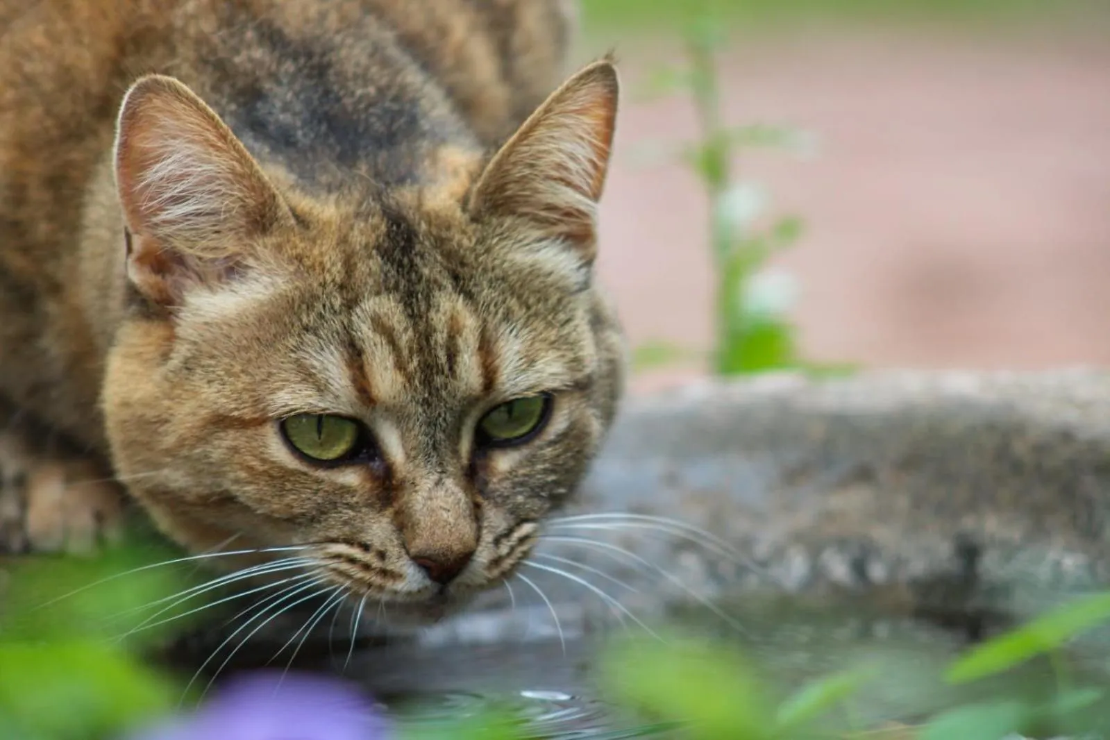 Drinkwater Guest Farm