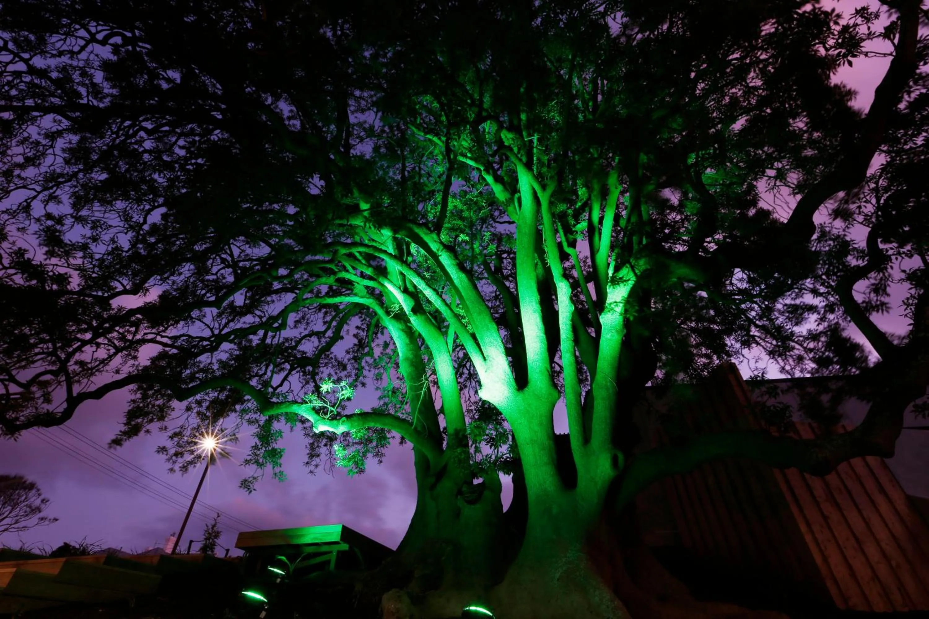 Garden in Novotel New Plymouth Taranaki