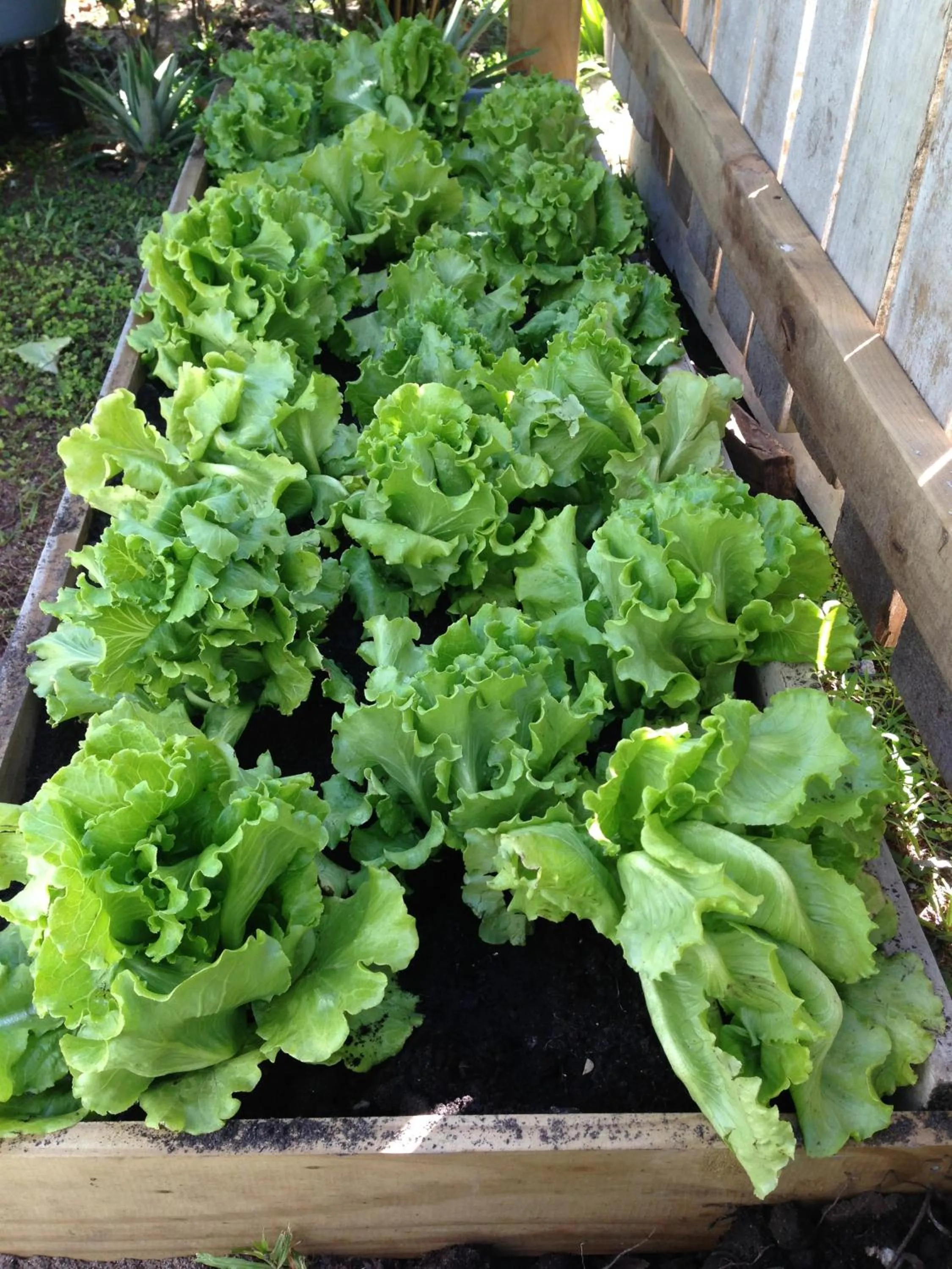 Garden in Savaii Lagoon Resort