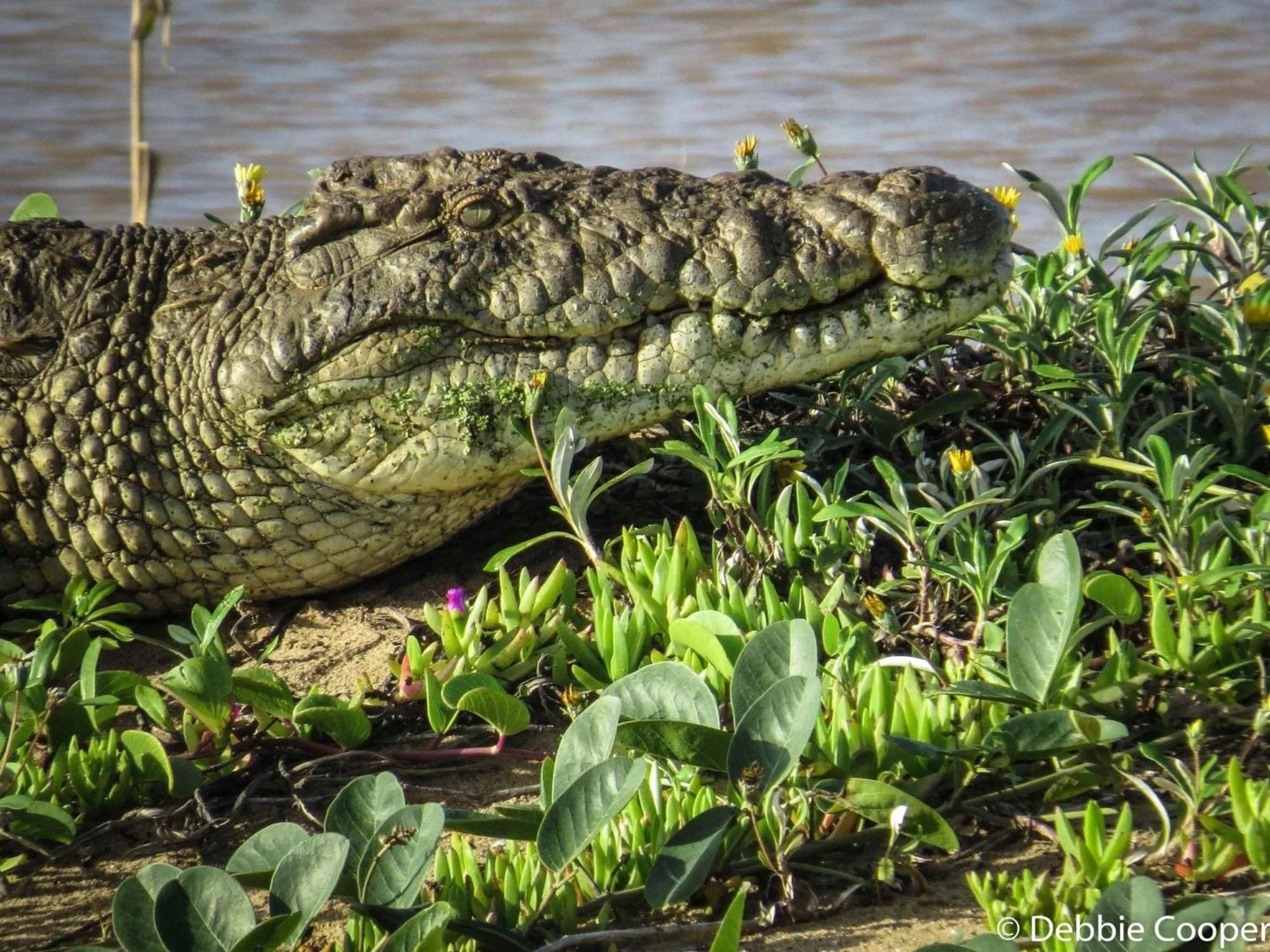 Animals in Ingwenya Lodge