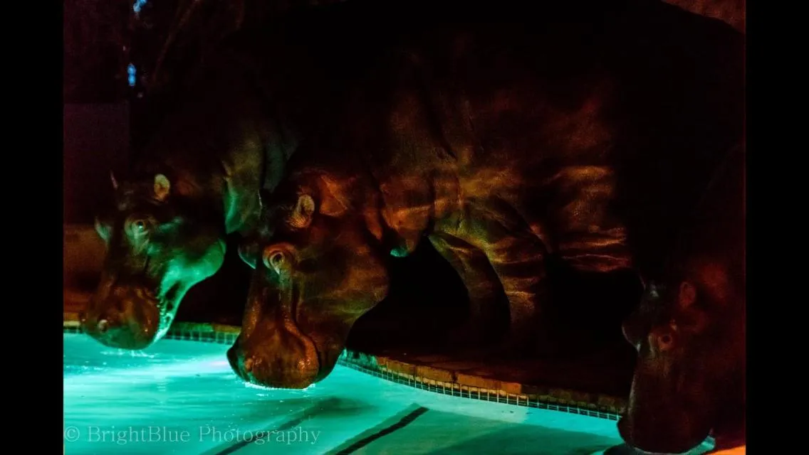 Night in Ingwenya Lodge