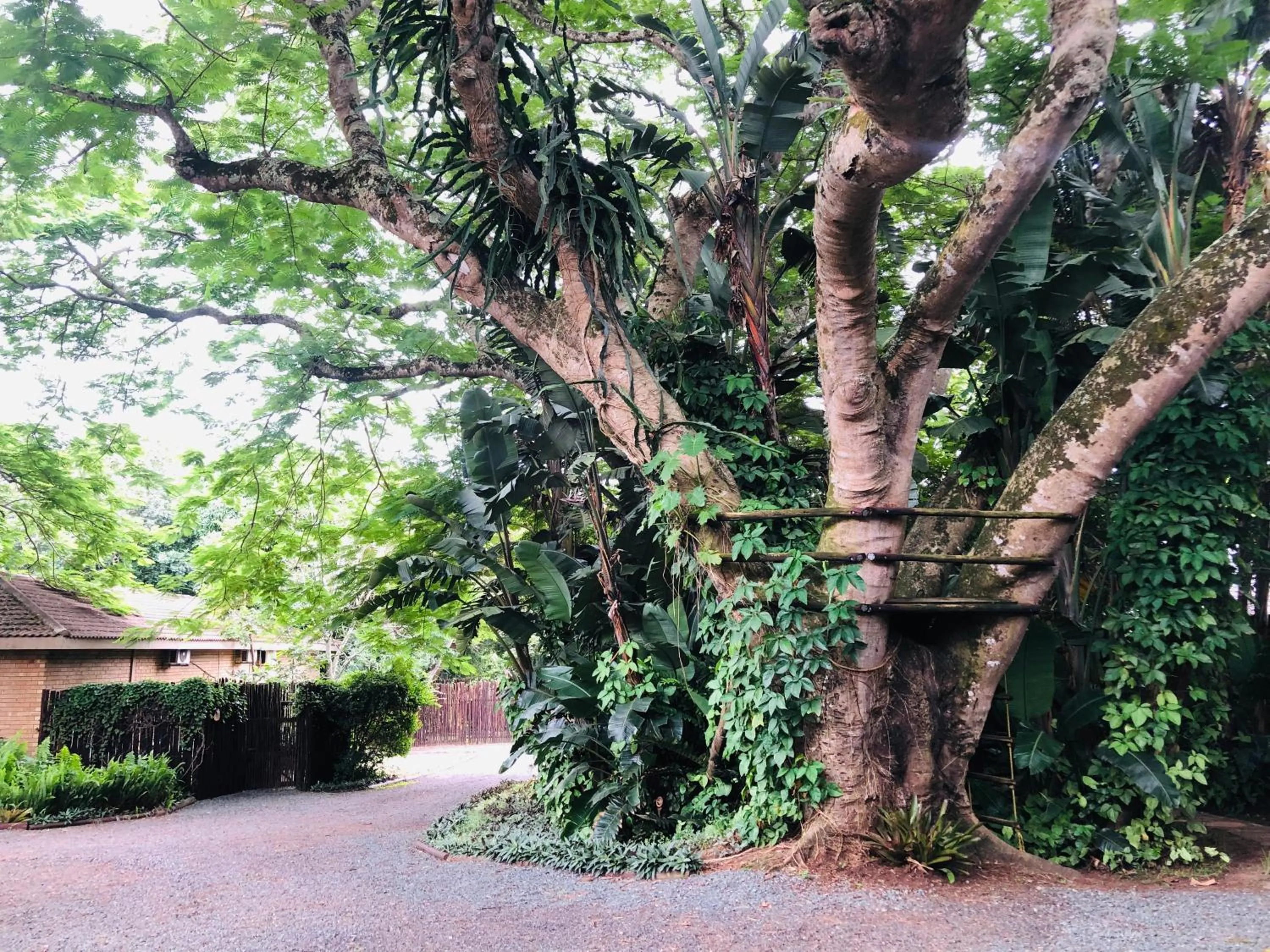 Garden in Ingwenya Lodge
