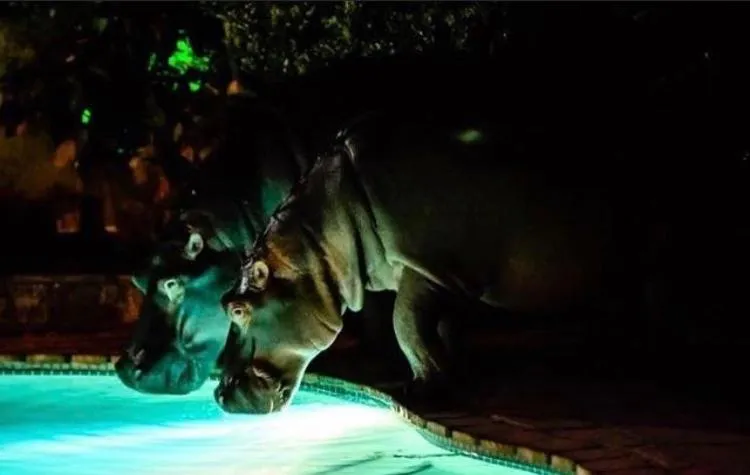 Swimming pool in Ingwenya Lodge