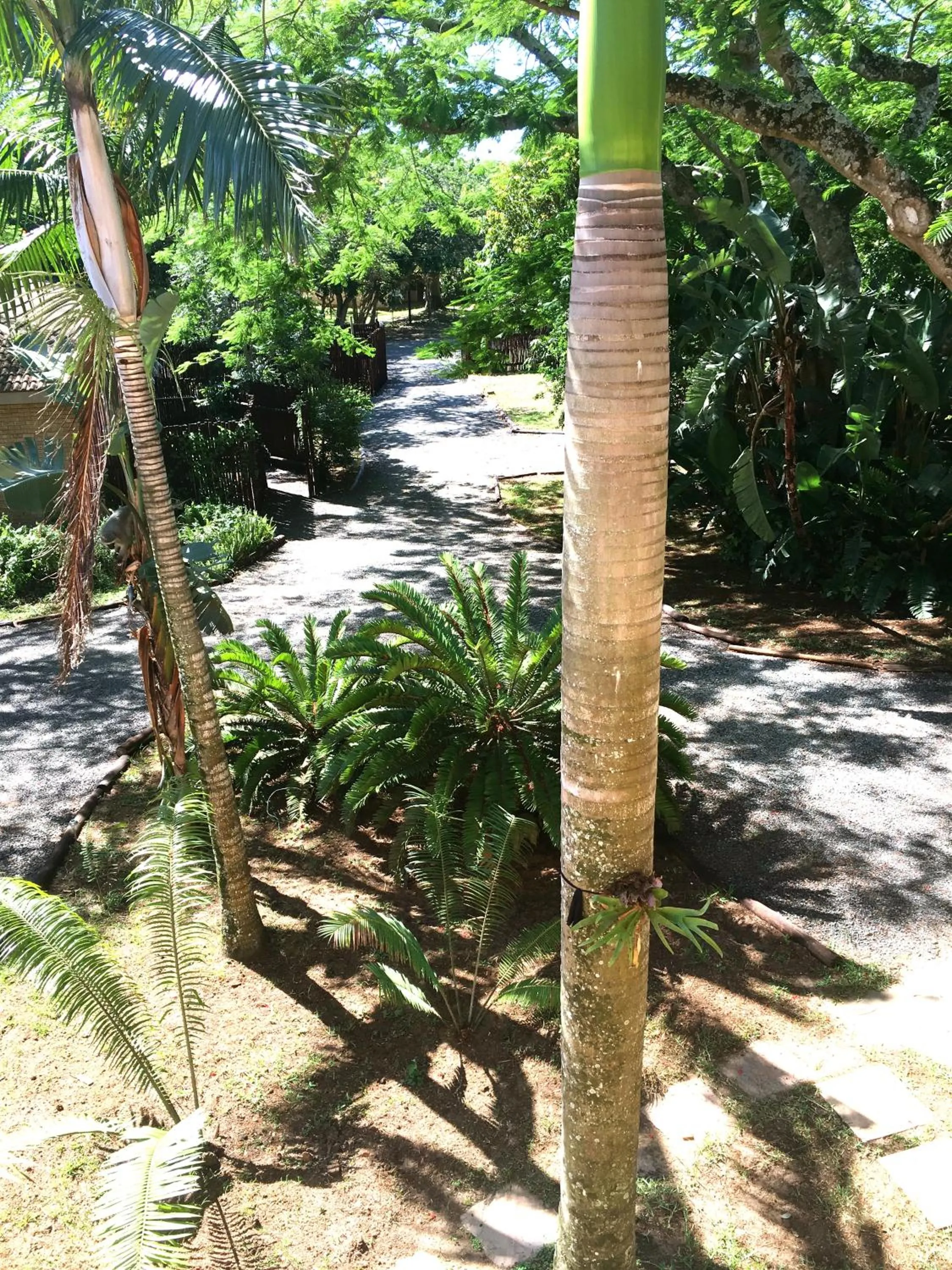 Day in Ingwenya Lodge