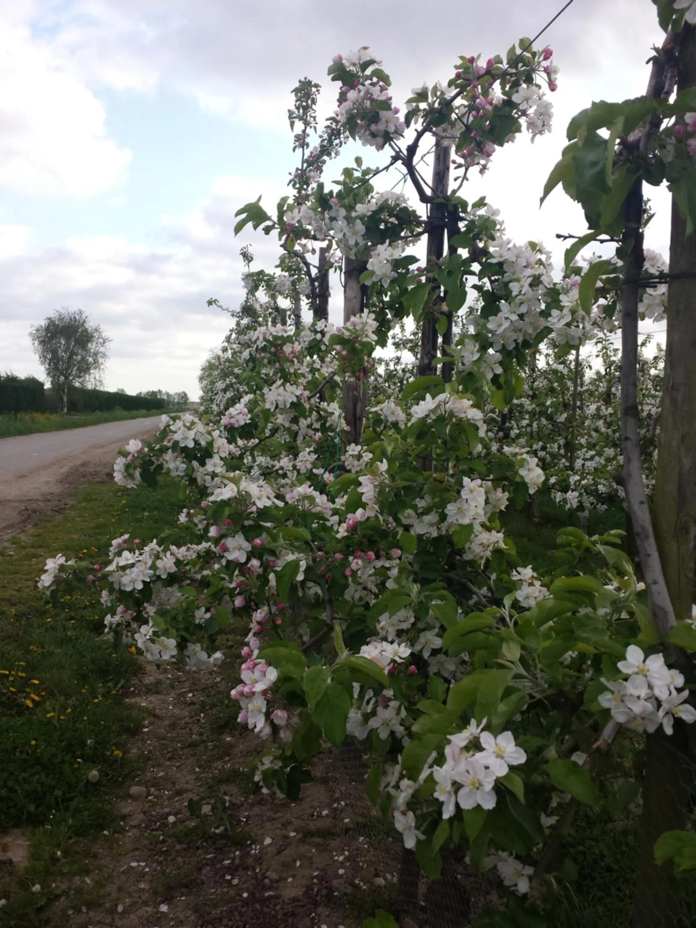 B&B aan de Limes in Maurik