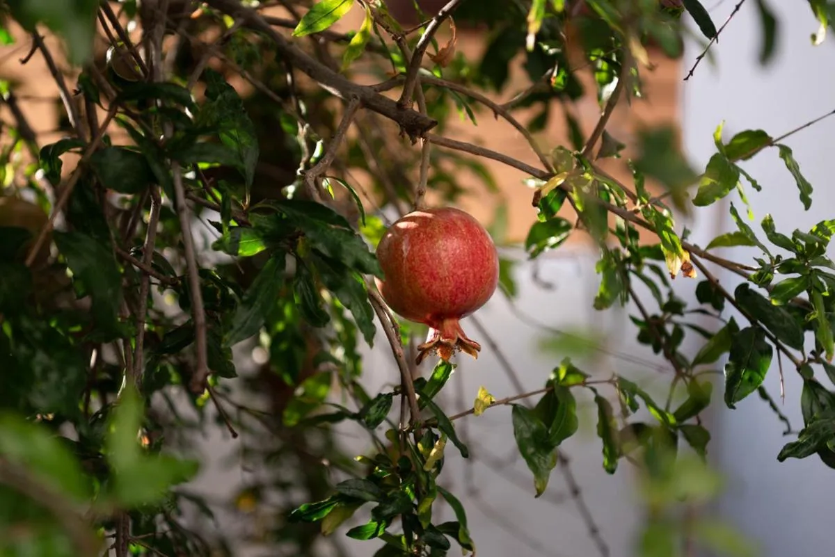 Casa emblemática Buenavista del Norte