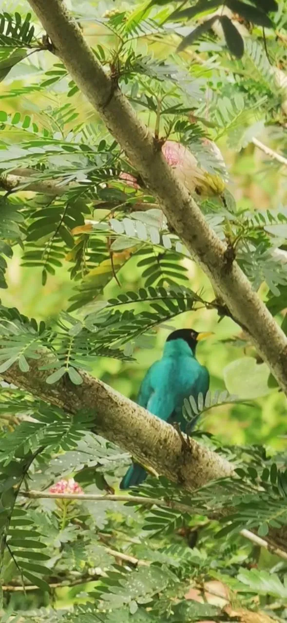 Hotel Cabinas Murillo