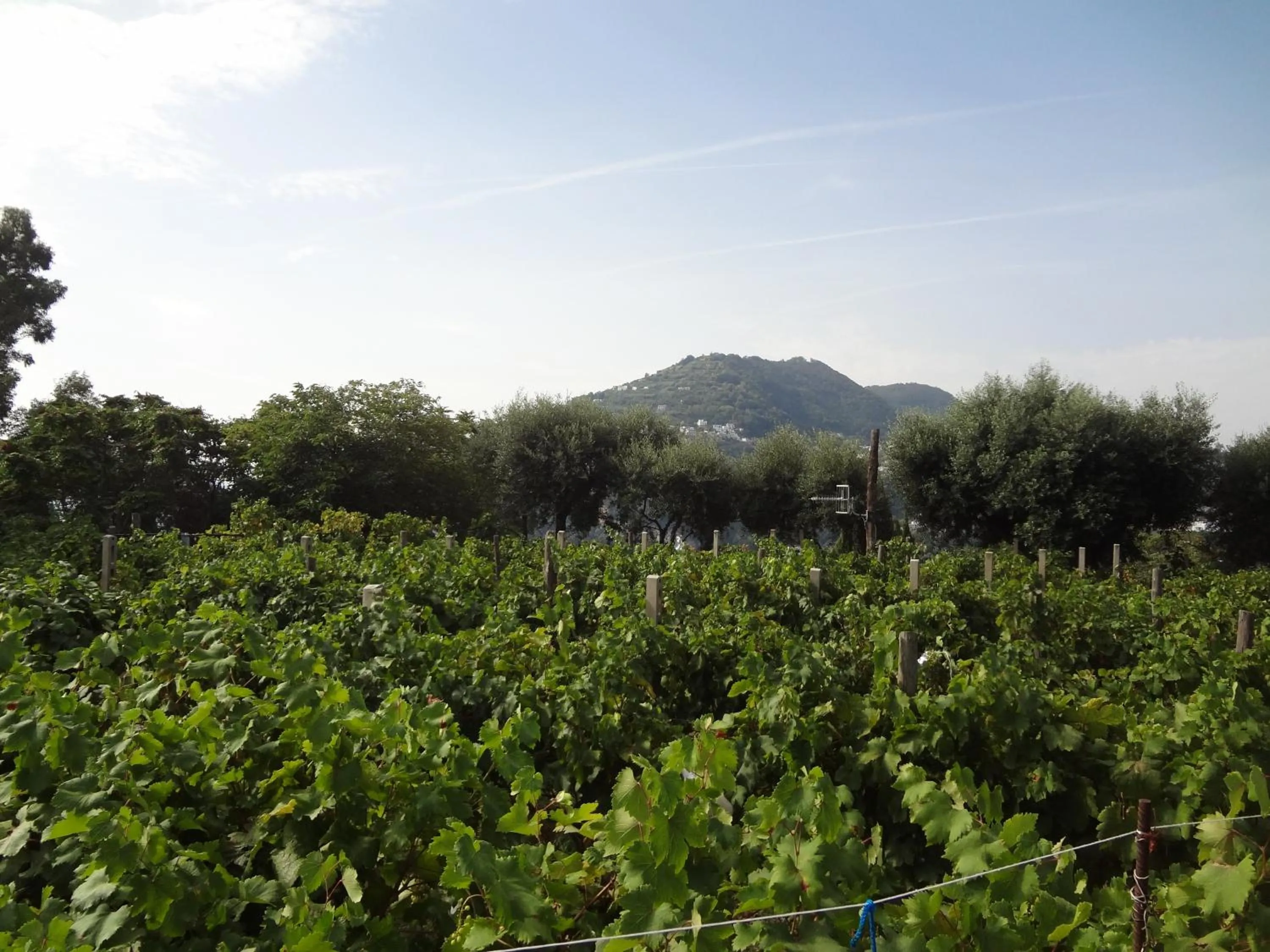 Garden view in Albergo Il Monastero