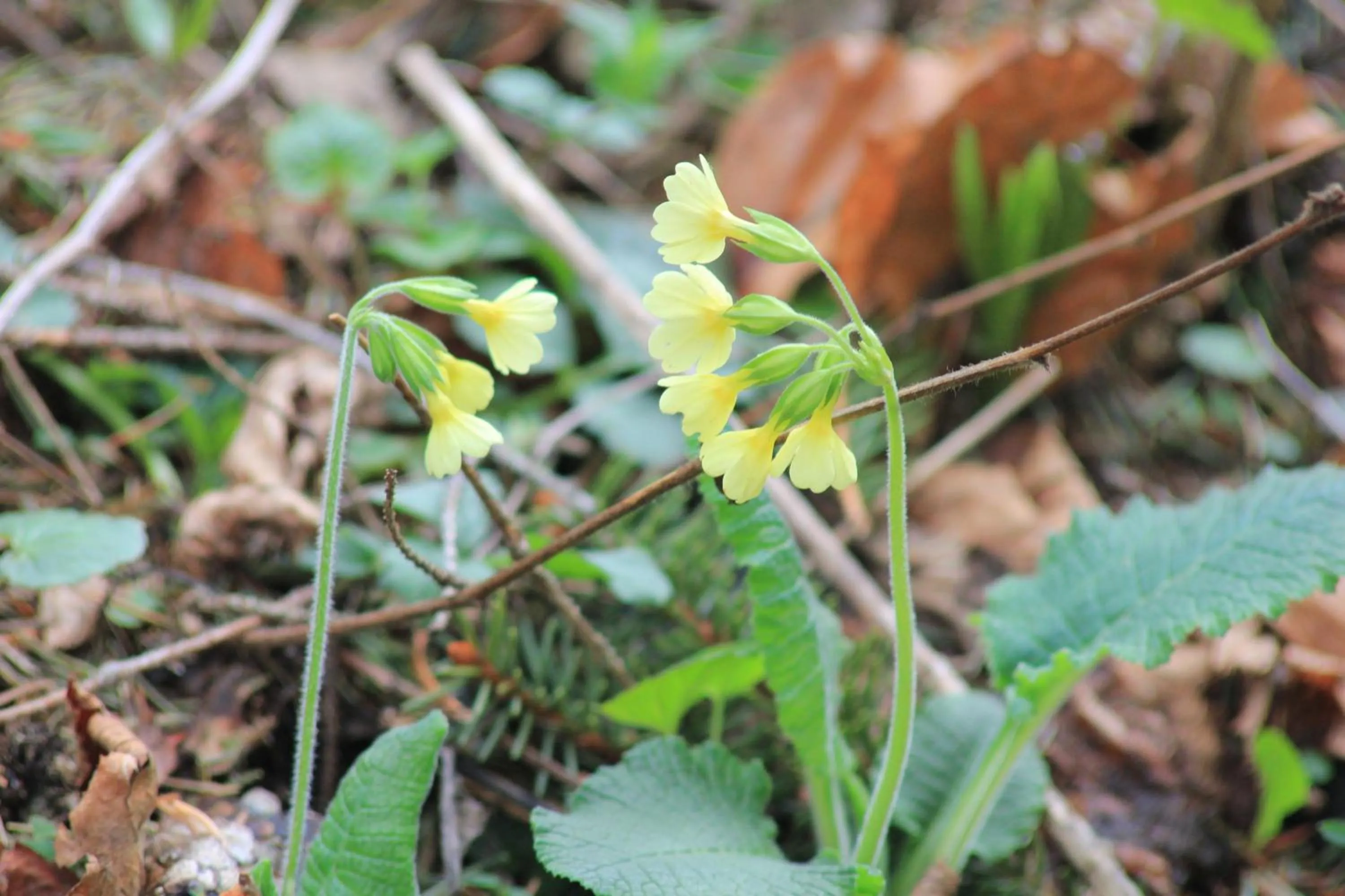 Natural landscape in Frühstückspension Gasthof Gesslbauer
