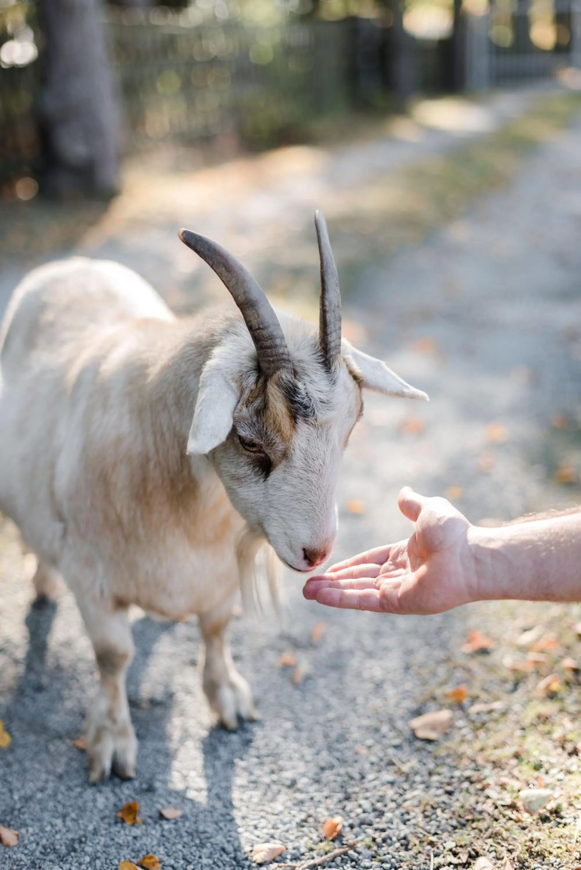 Pets in Sommers "Schöne Aussicht", Adults only