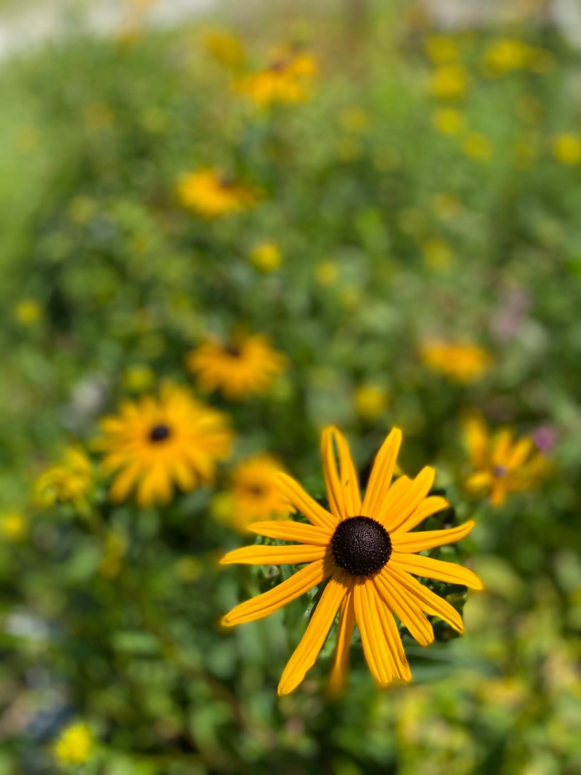 Garden in Hotel Friedemann