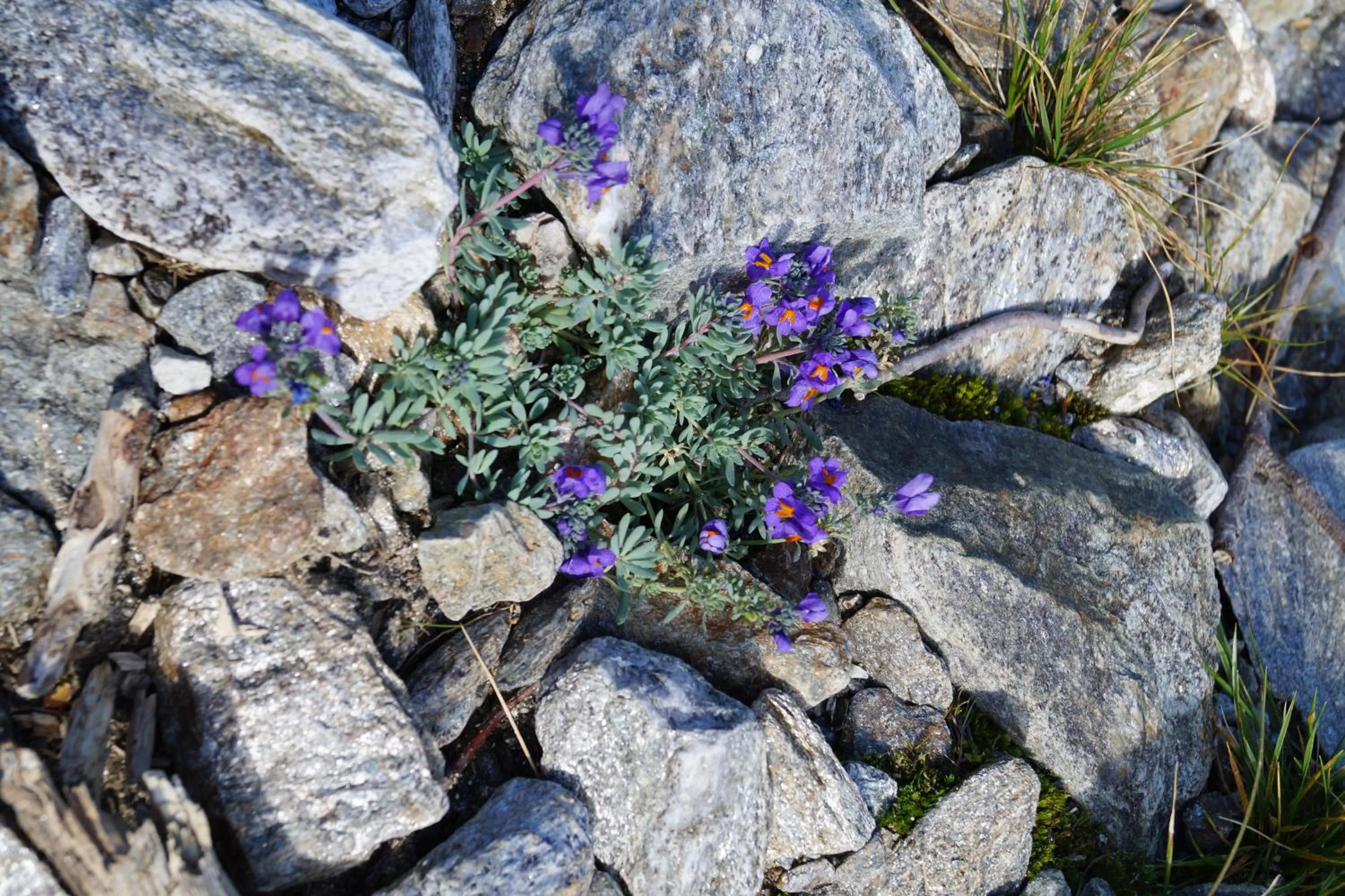 Other in Gasthof Innerwalten