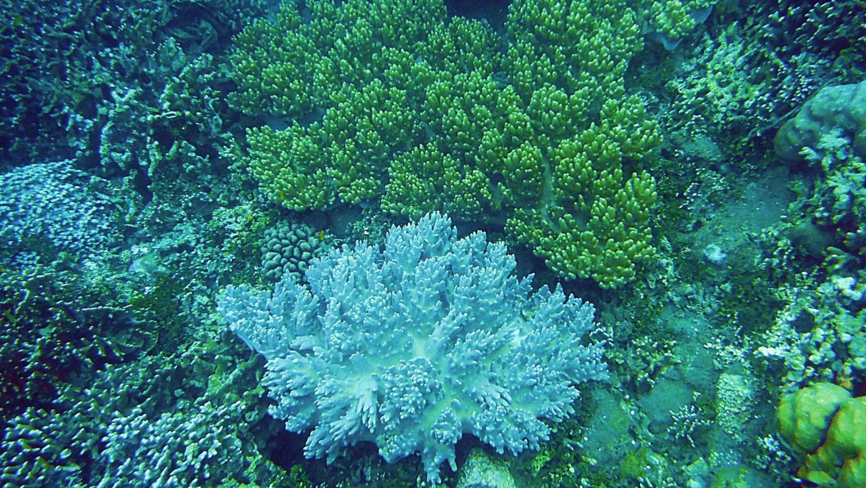 Snorkeling in Nalini Resort