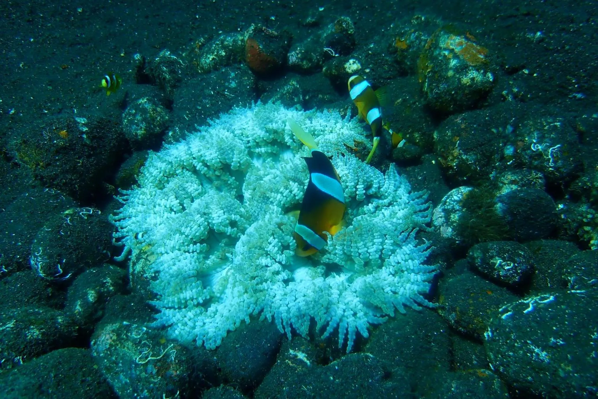 Diving in Nalini Resort