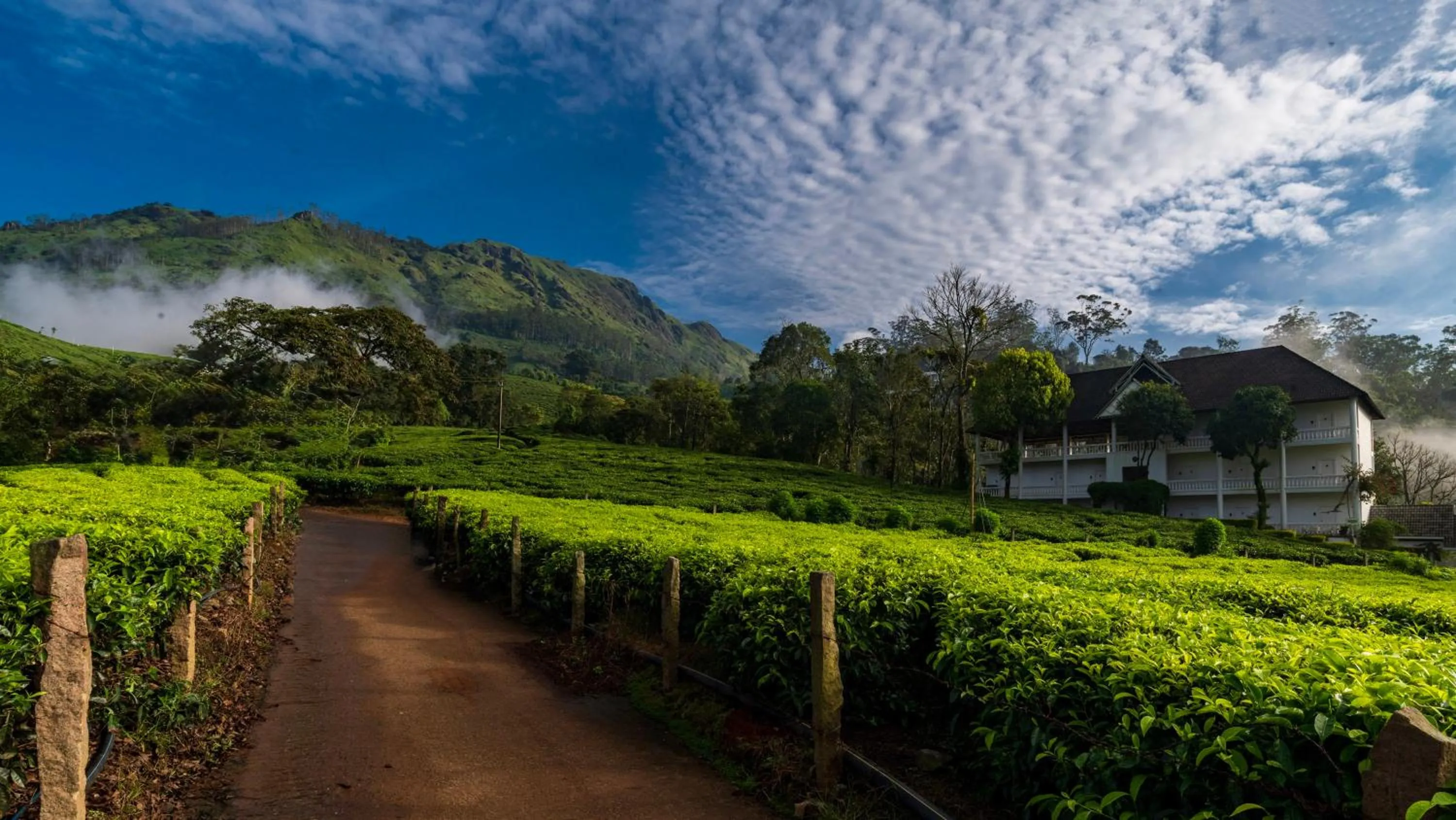 Property building in Tea Harvester