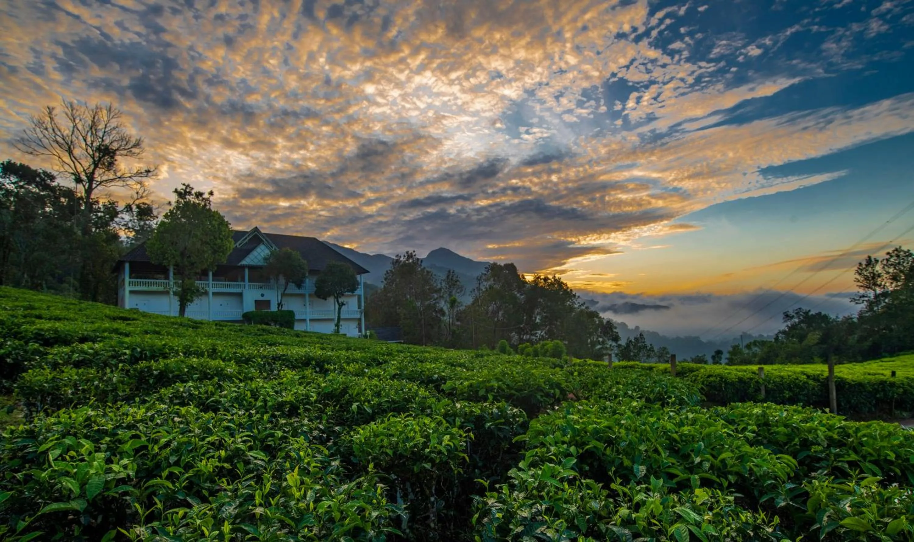 Property building in Tea Harvester