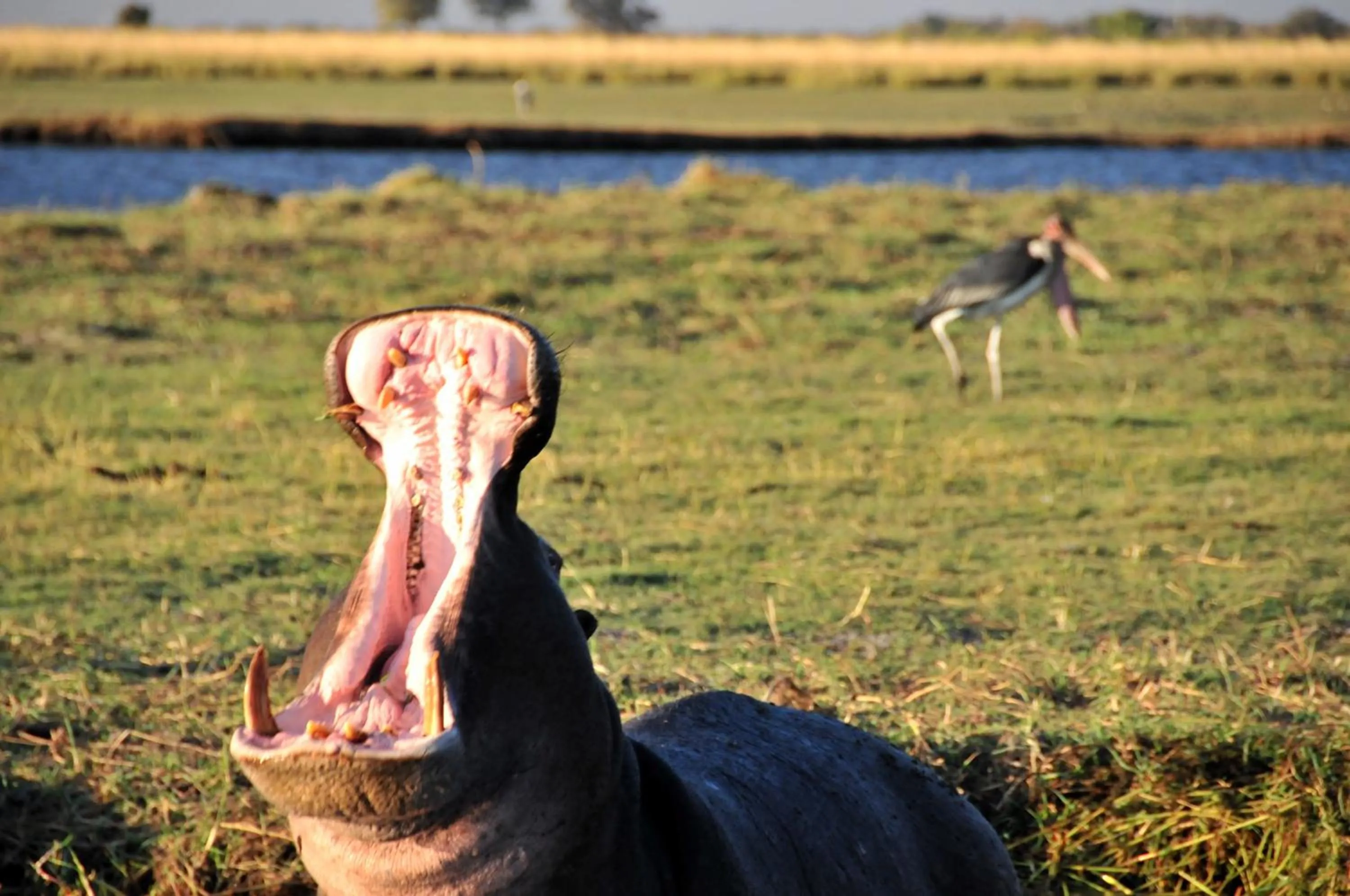 Natural landscape in Cresta Mowana Safari Resort & Spa